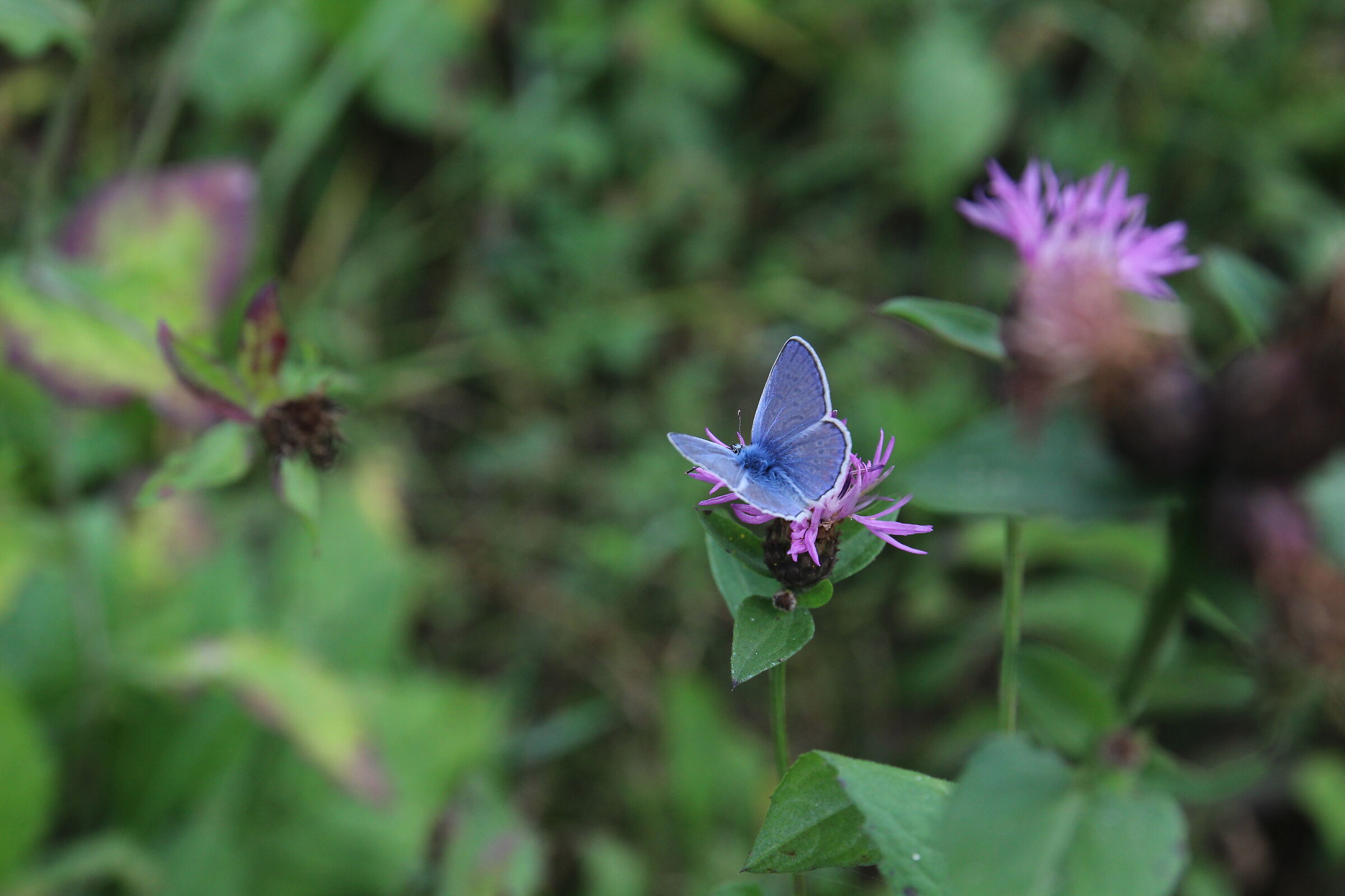 Blue Wings