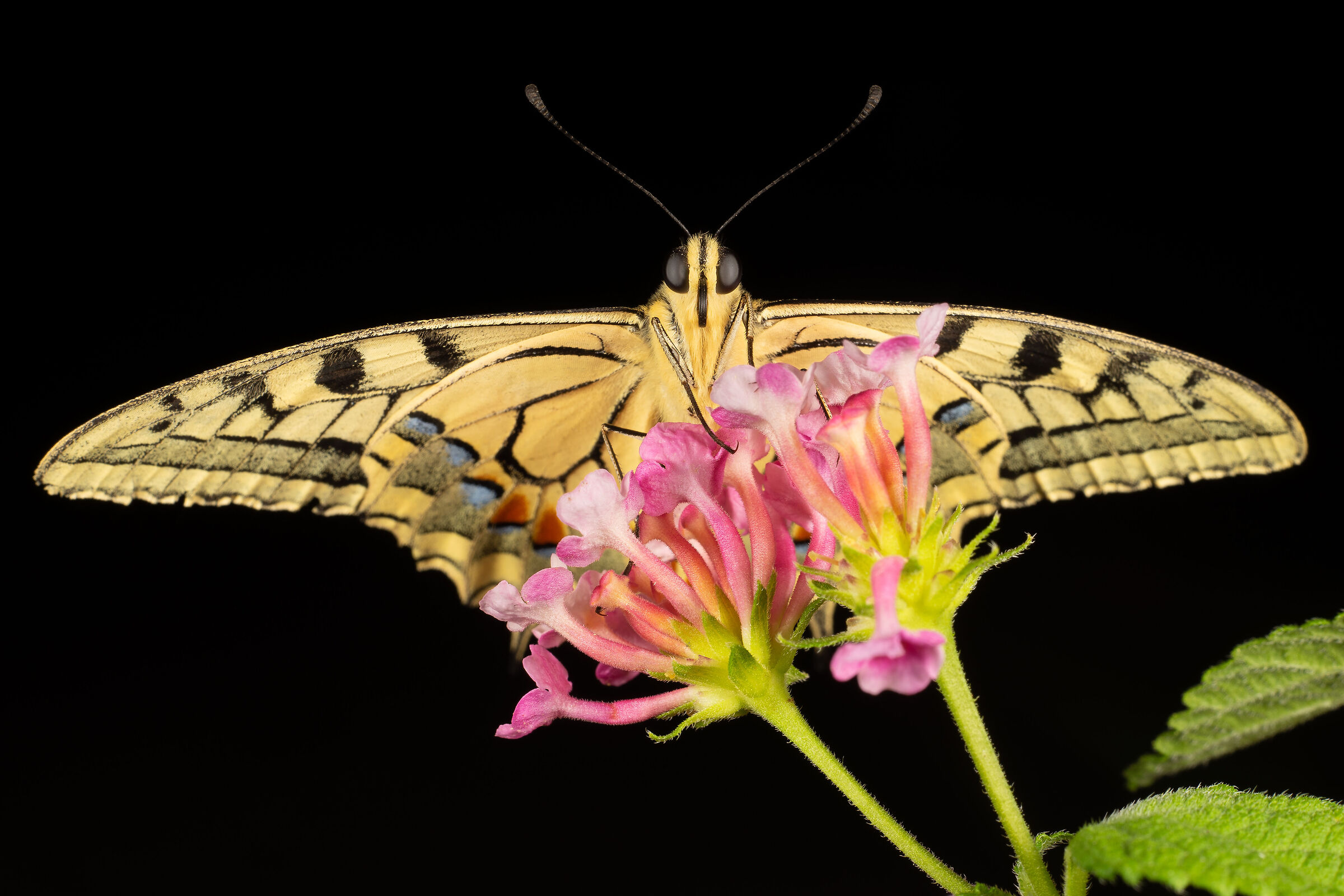 The swallowtail