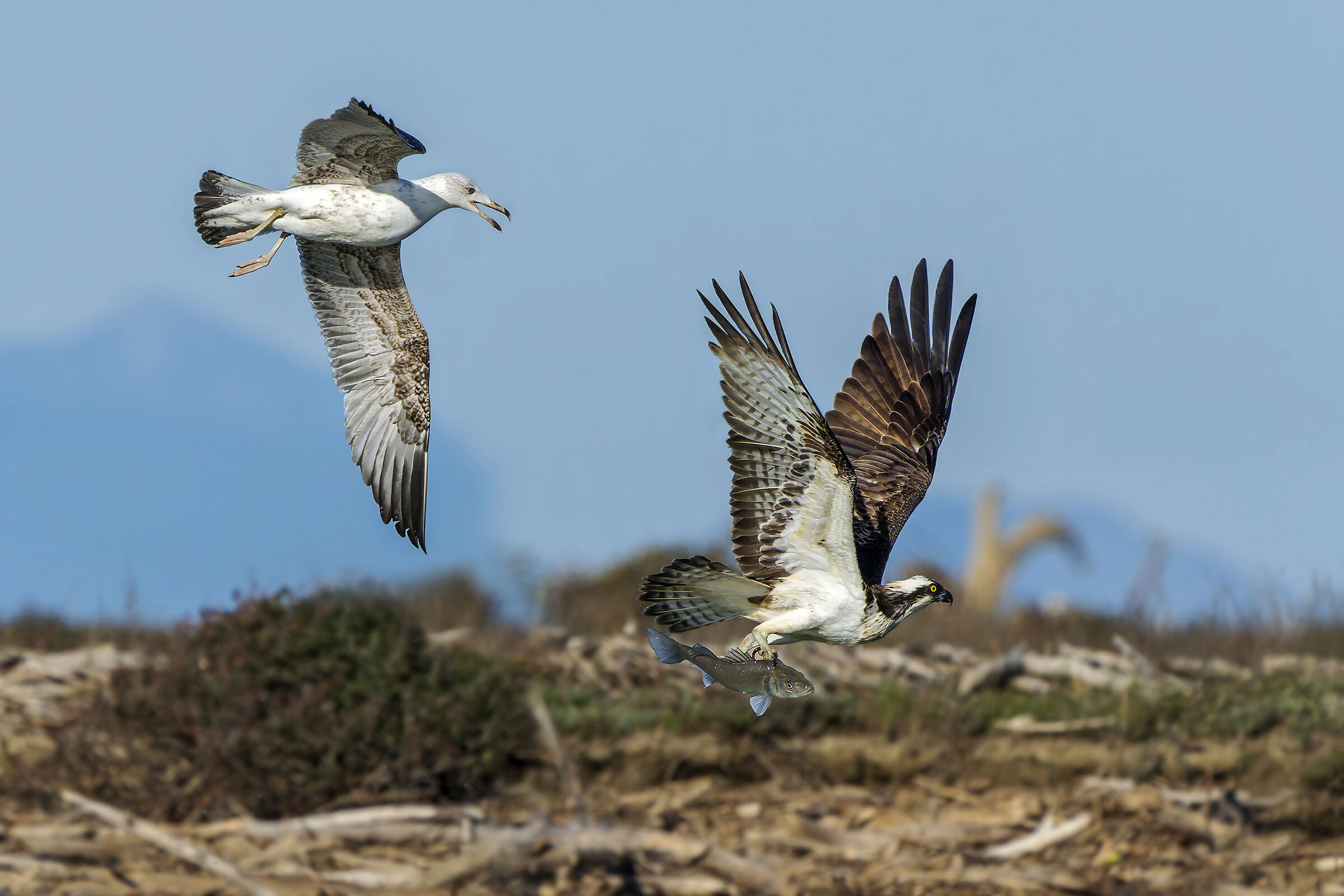 Falco pescatore e gabbiano reale - Cleptoparassitismo