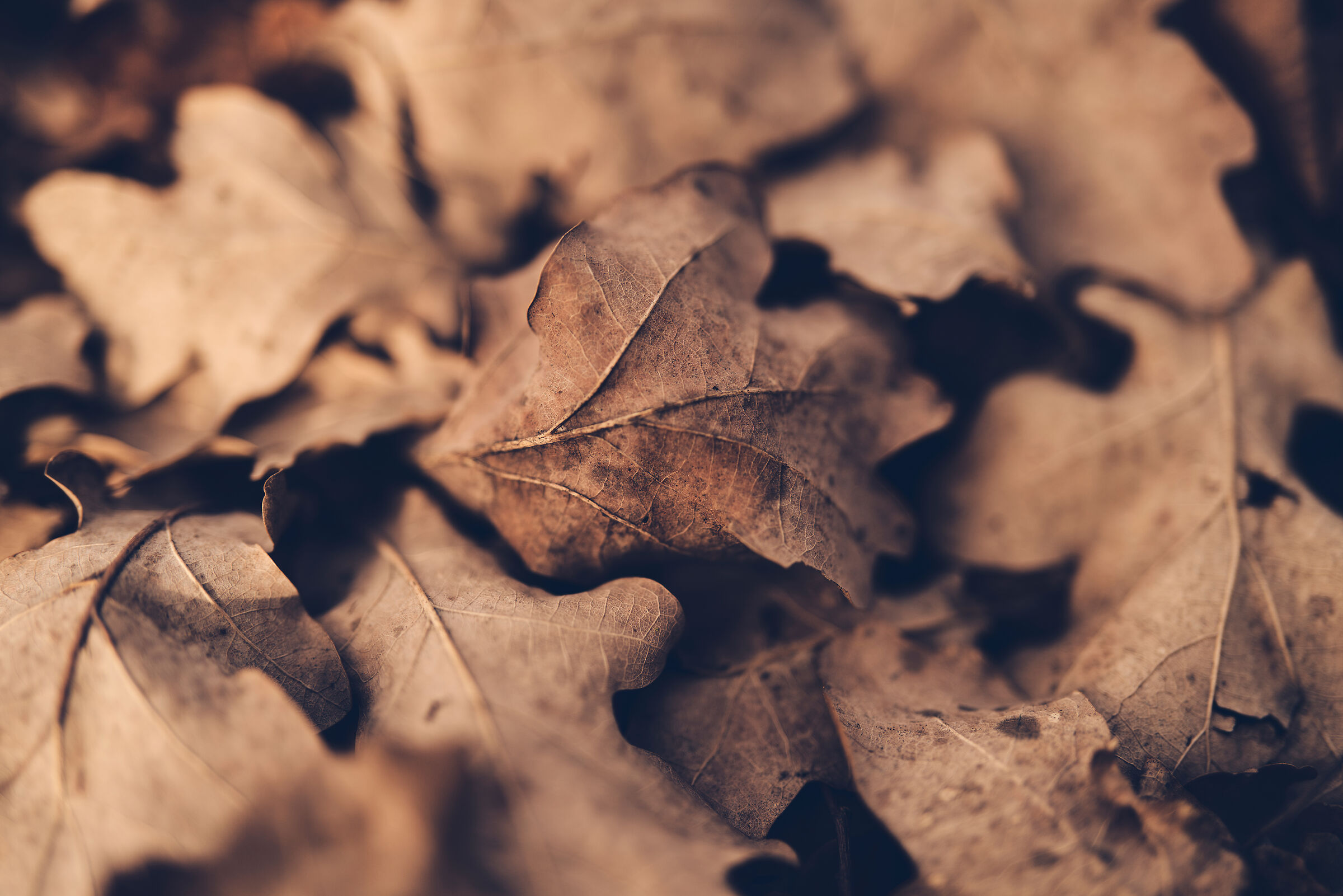 Qualche foglia d'inverno