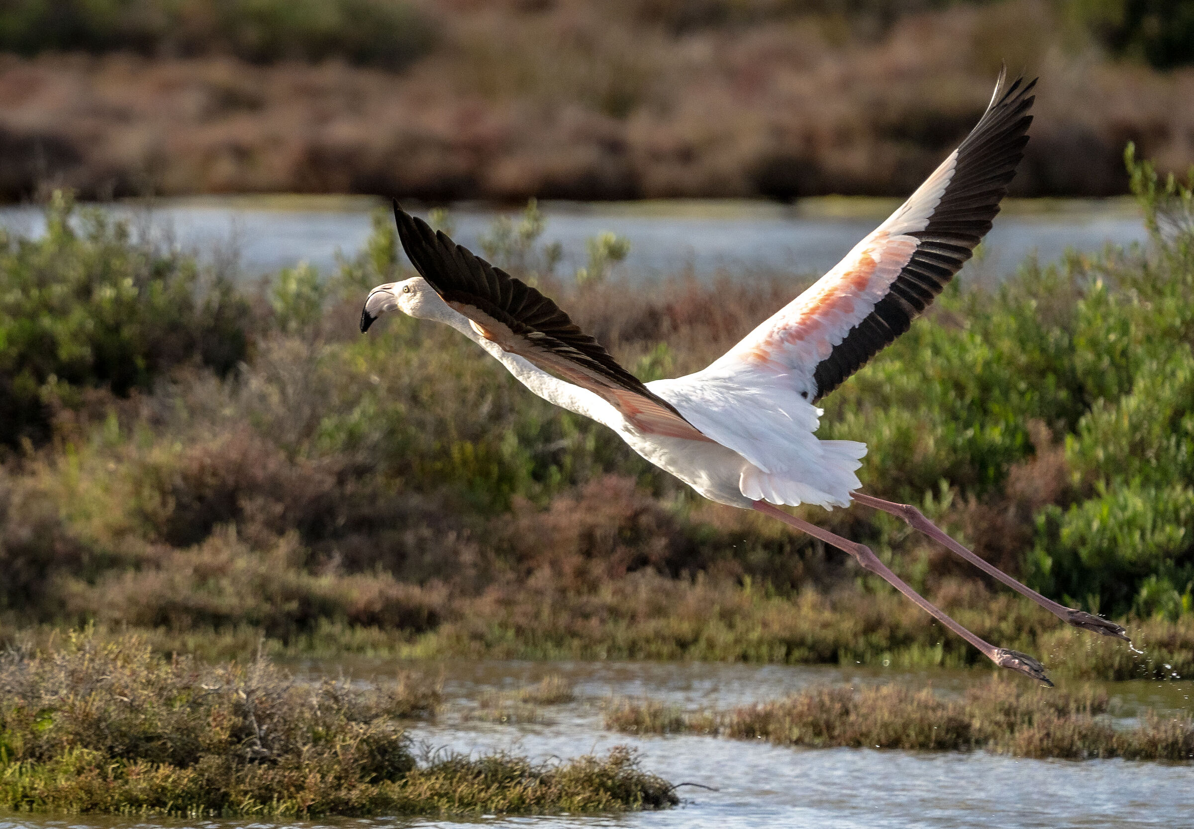 flamingo taking off