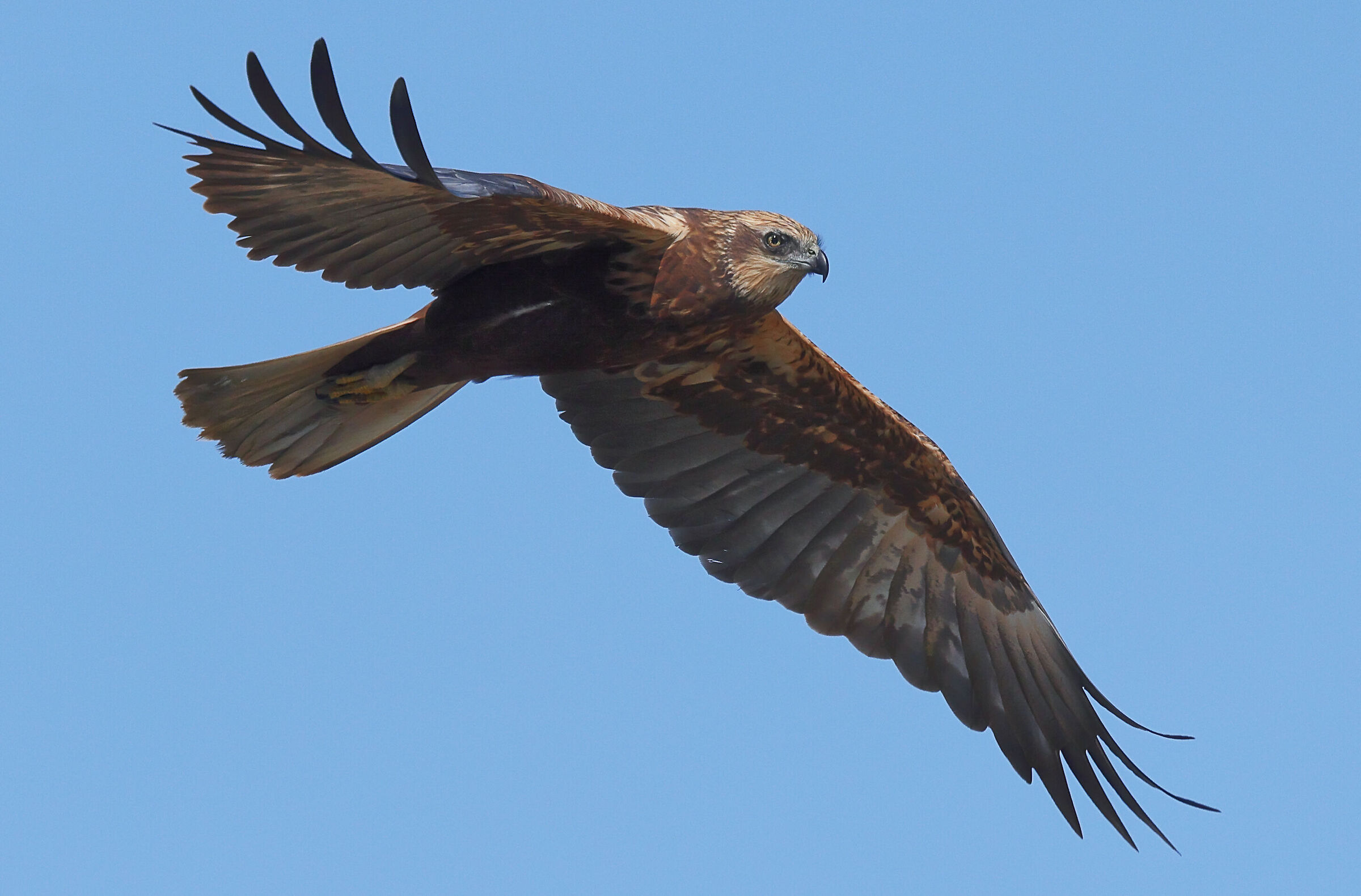Falco di palude femmina.