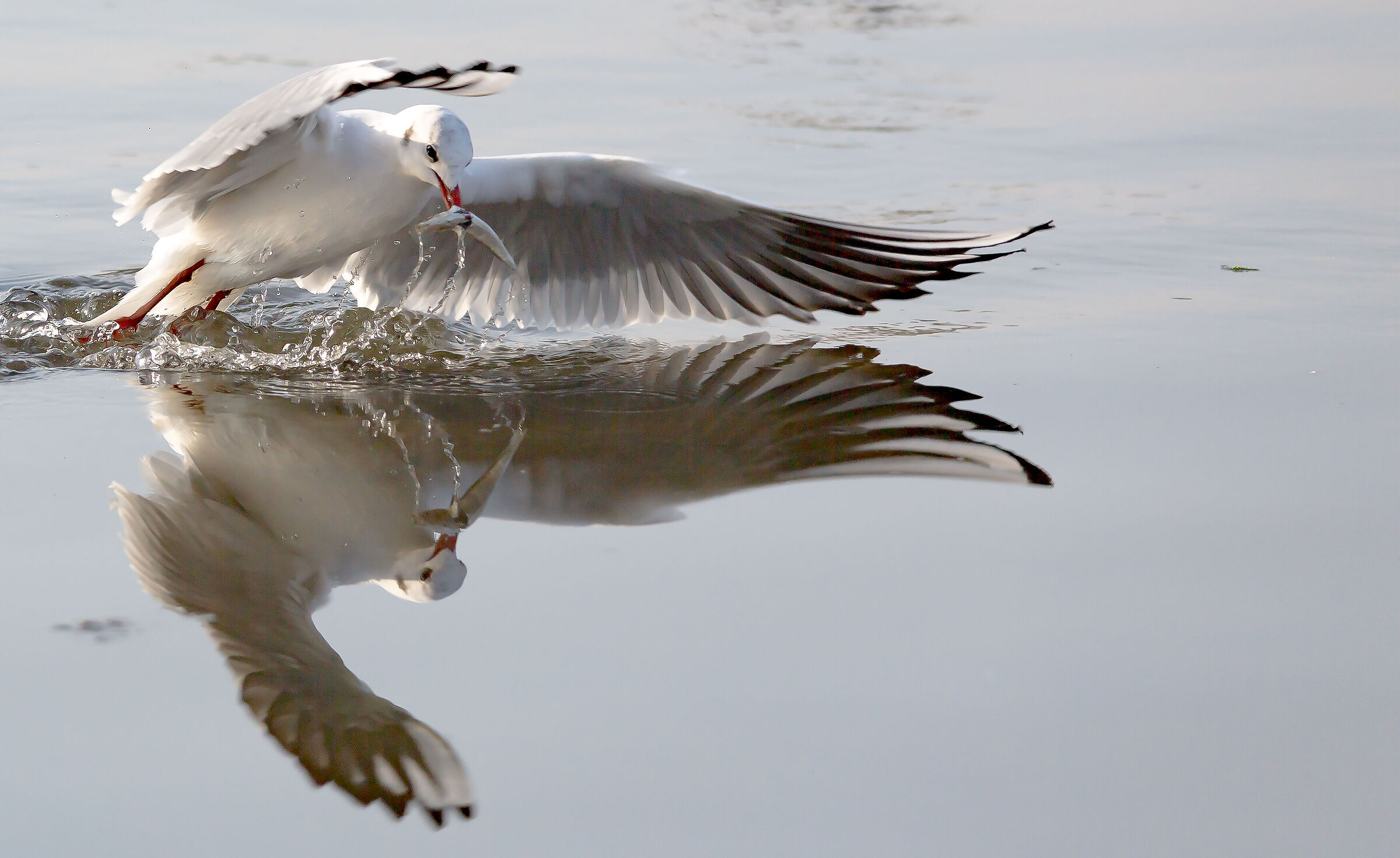 Reflection of a fisherman
