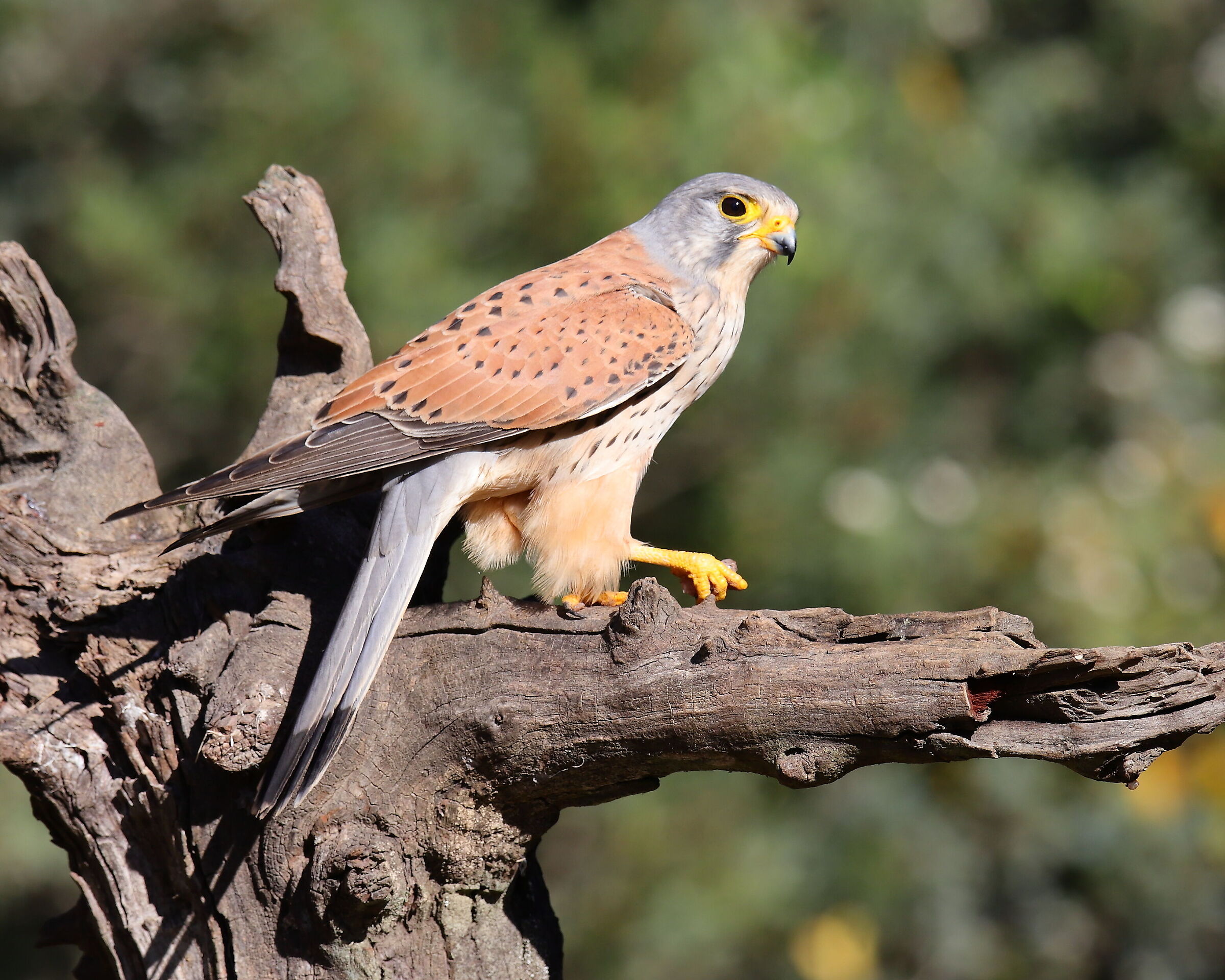 Falco tinnunculus (Gheppio)