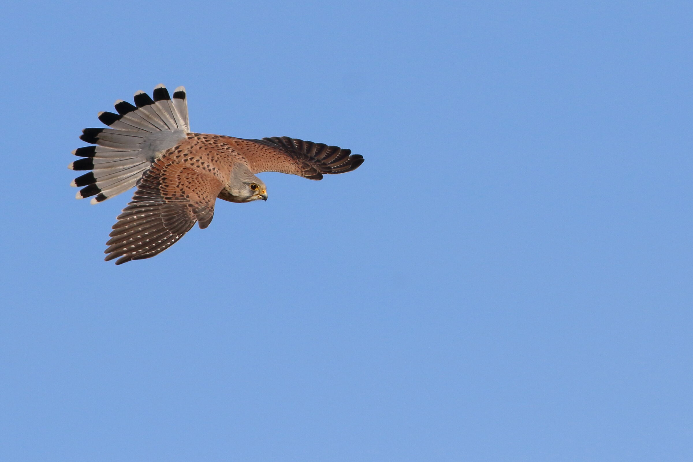 Falco tinnunculus (Gheppio)