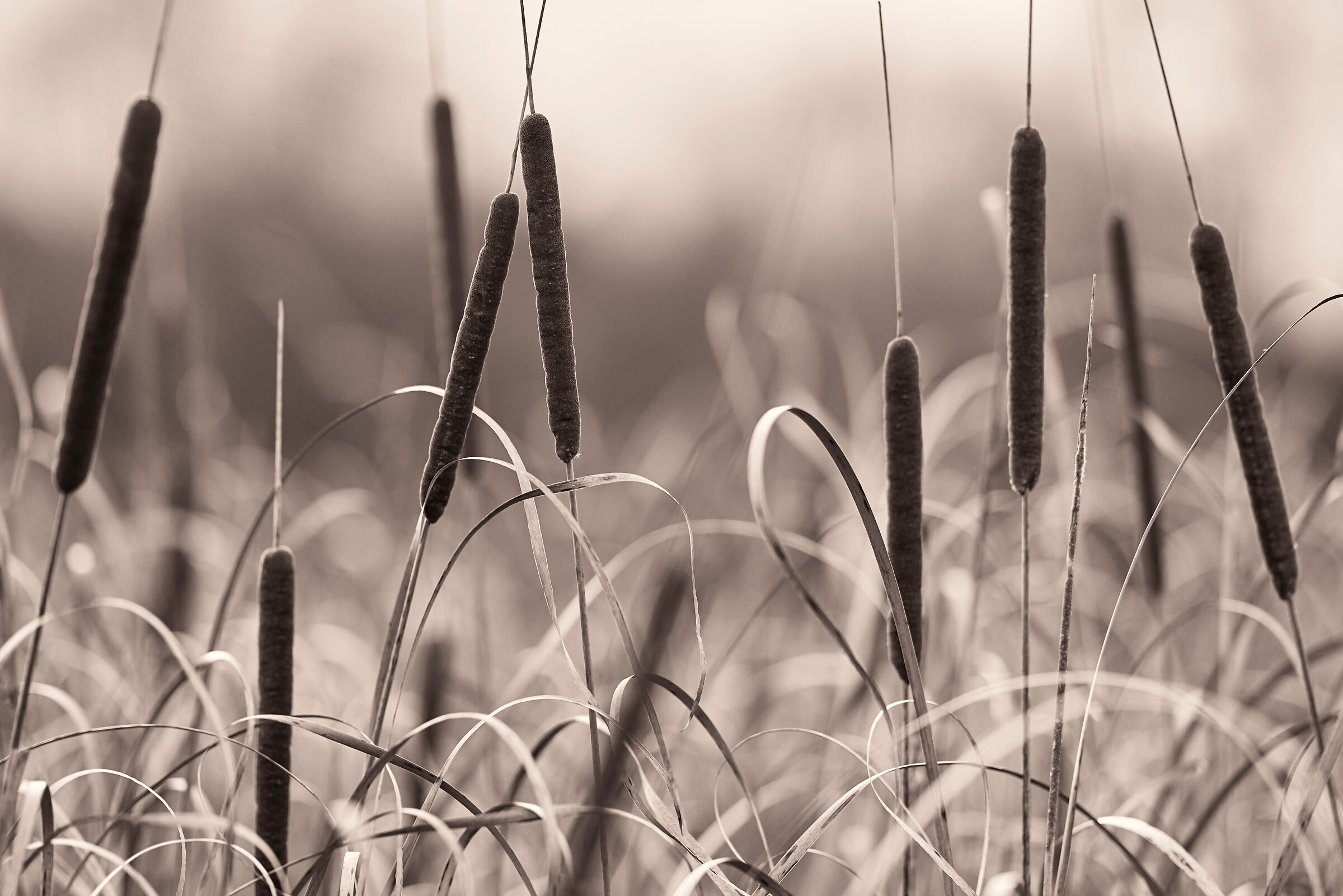 La passeggiata di dicembre
