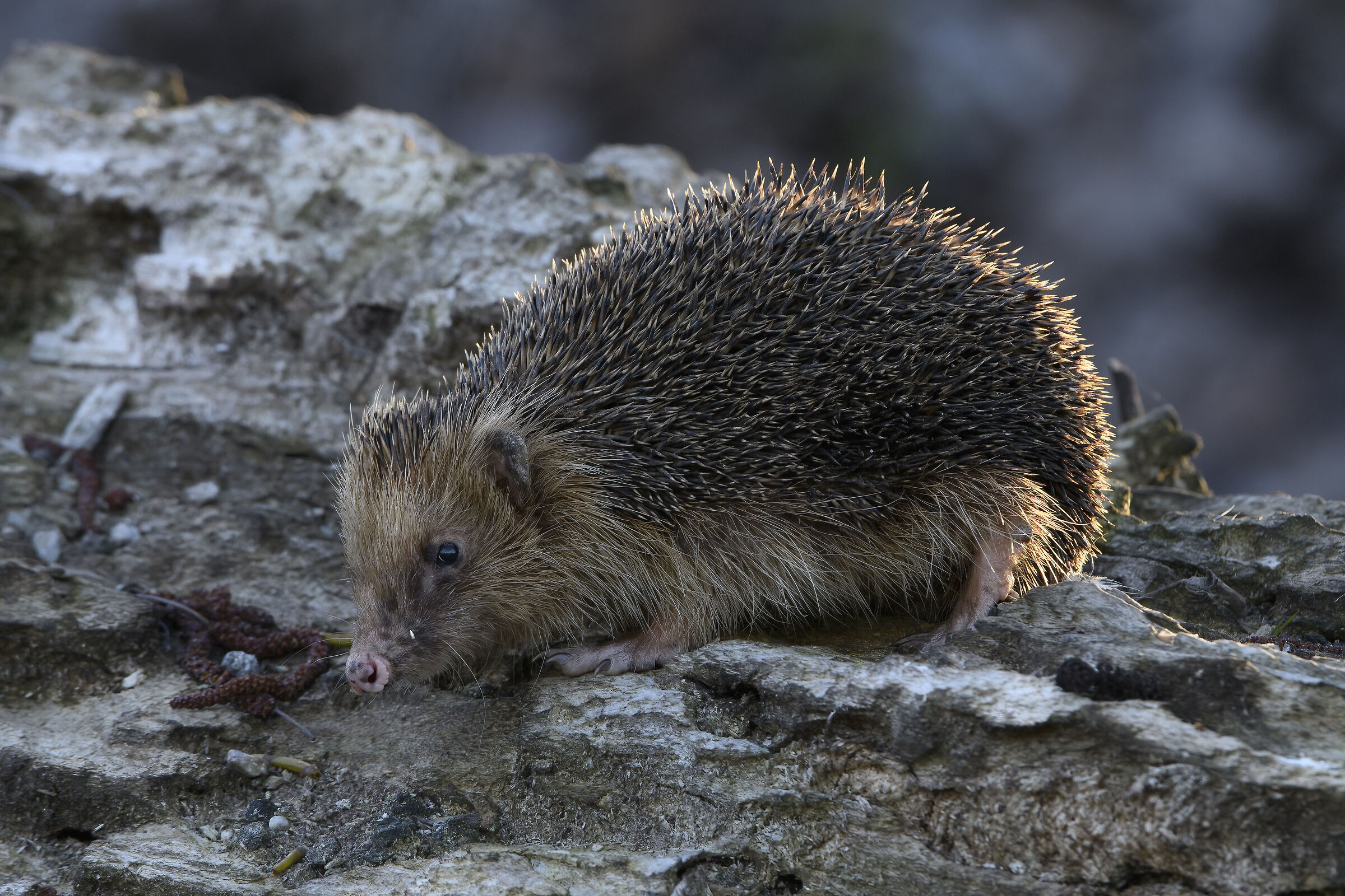 every hedgehog...