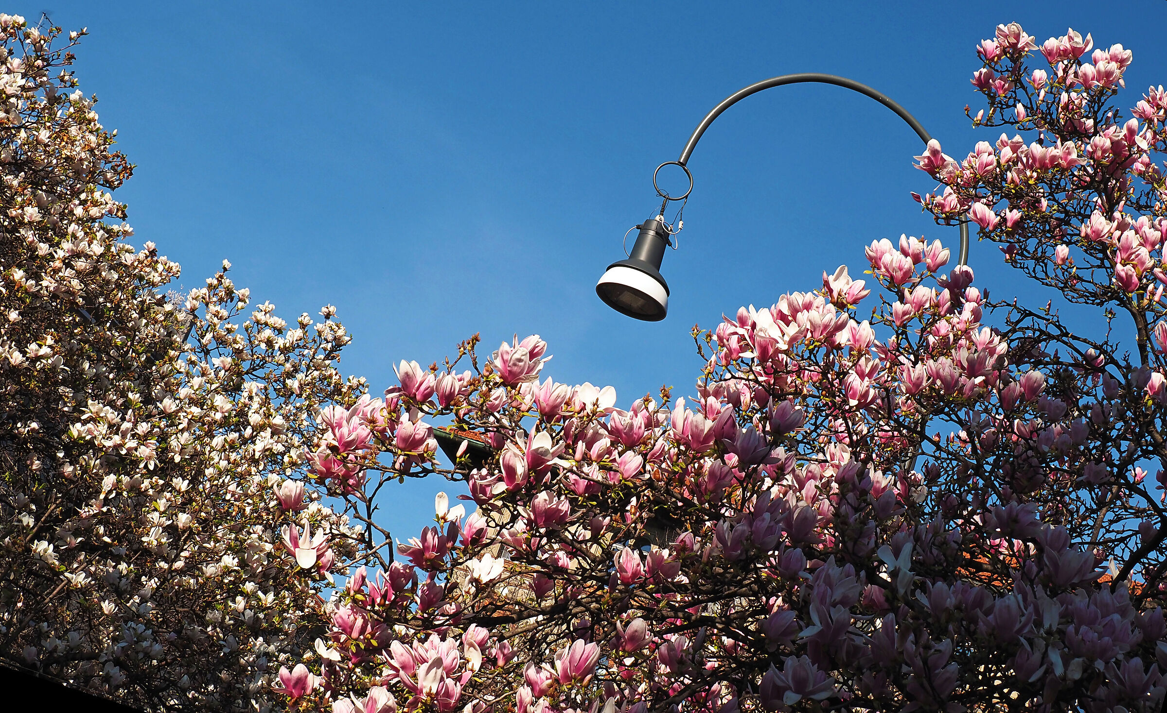 accendiamo la primavera