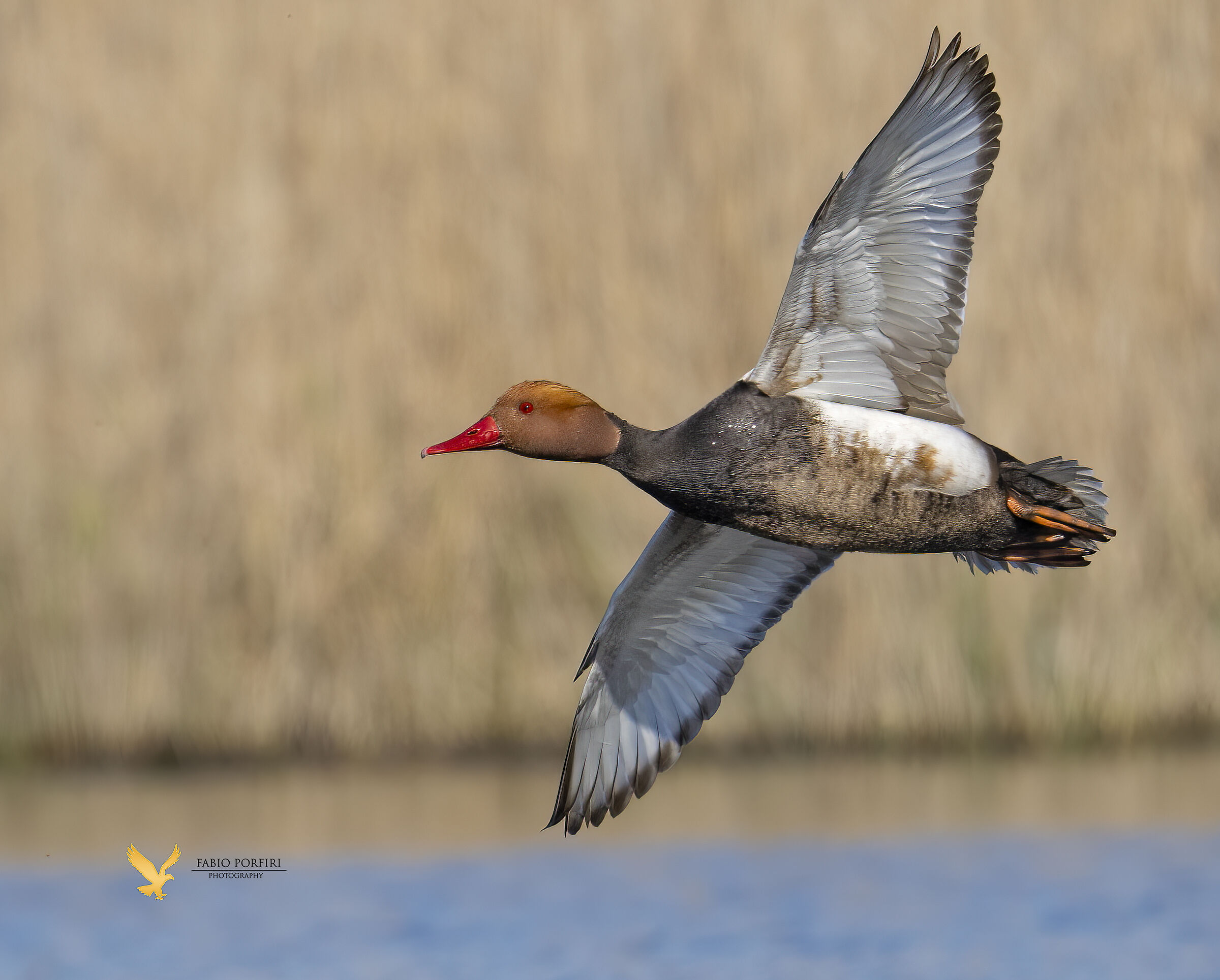 in virata fistione turco ....