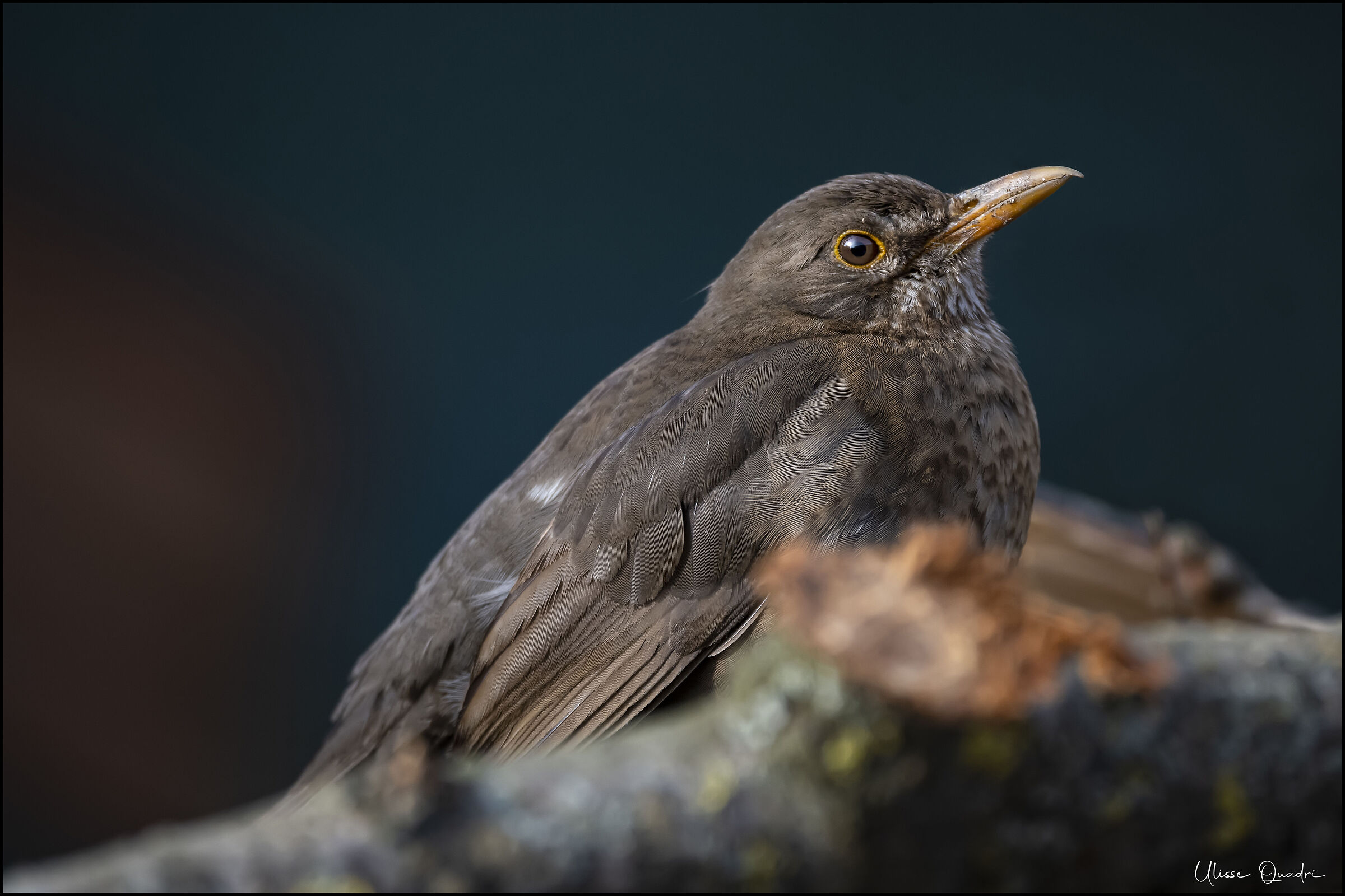 Young confident blackbird