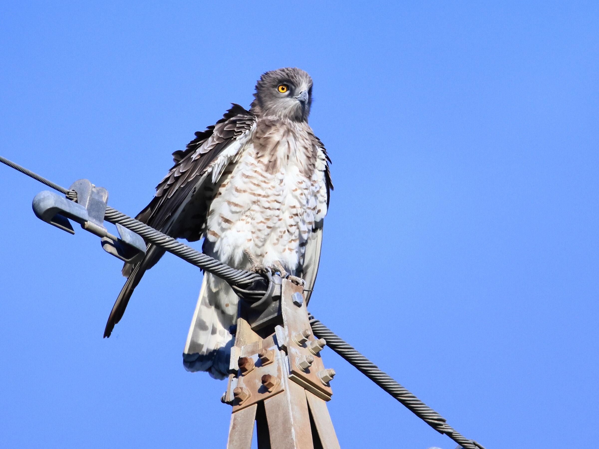 Circaetus gallicus (Biancone)