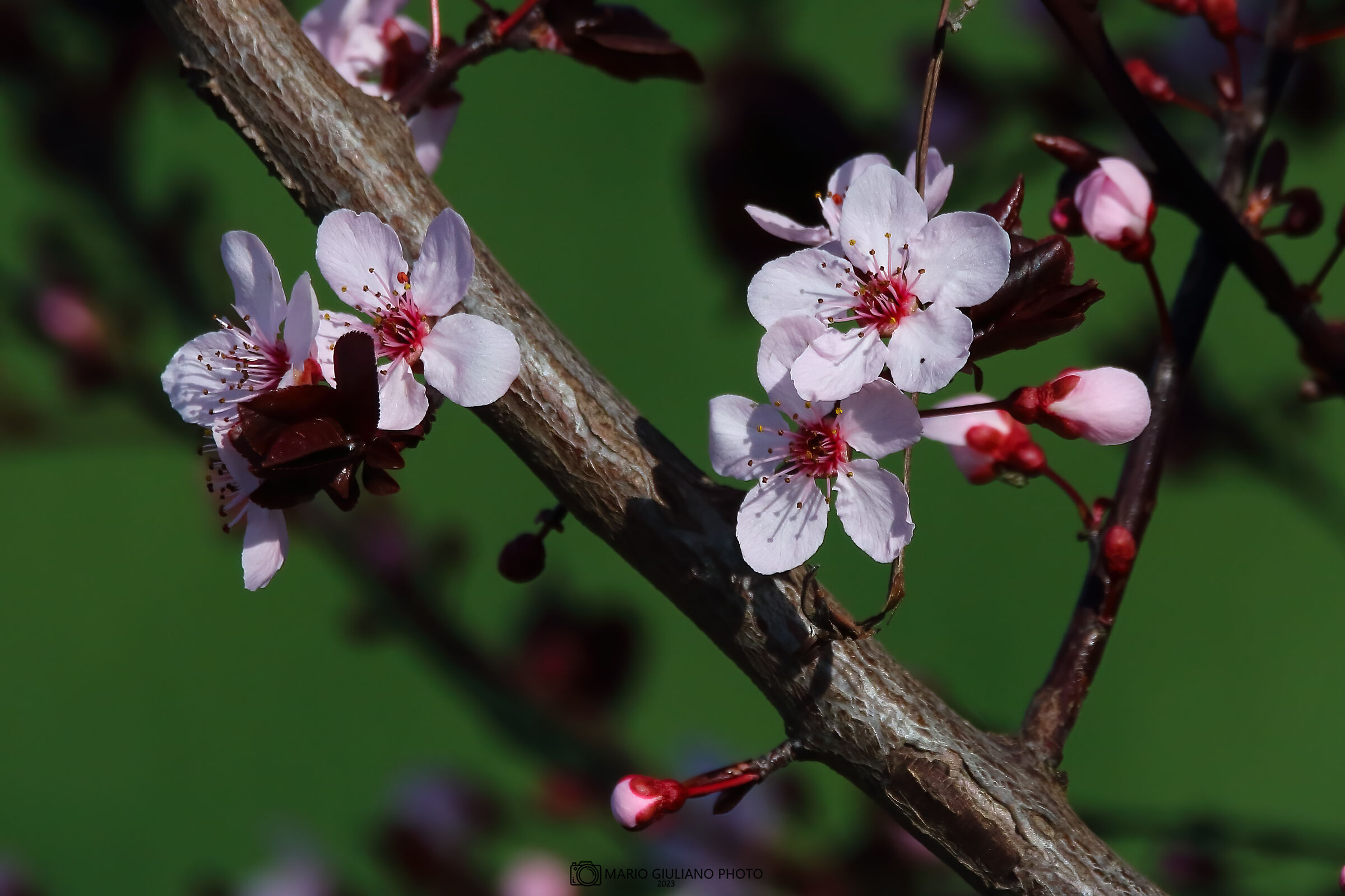 Prunus