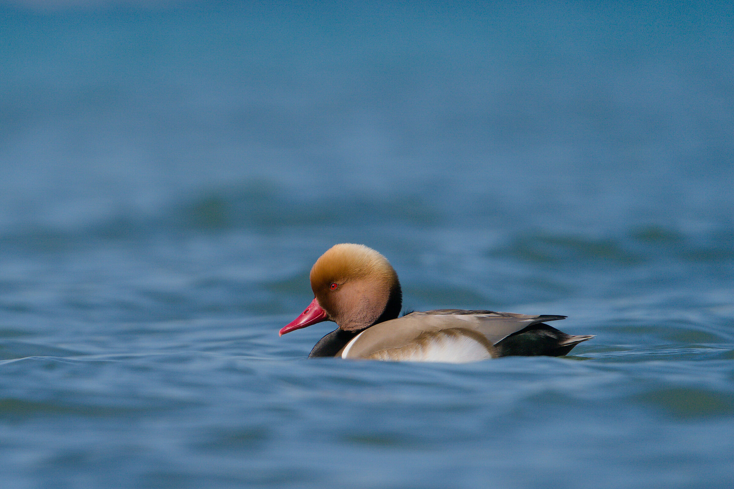 Red-crested pochard