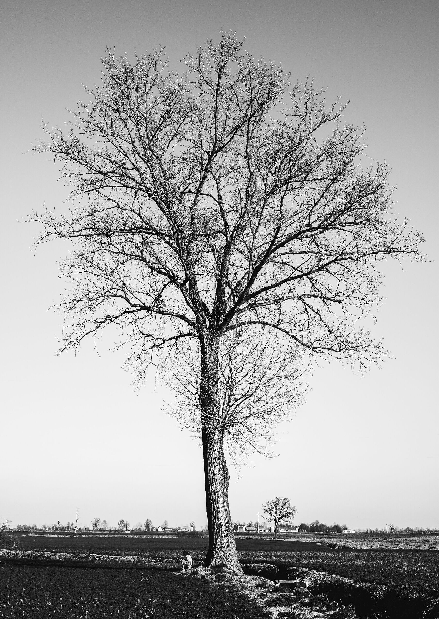 l' albero di un amico