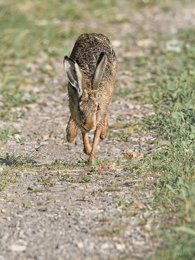 Lepus europaeus