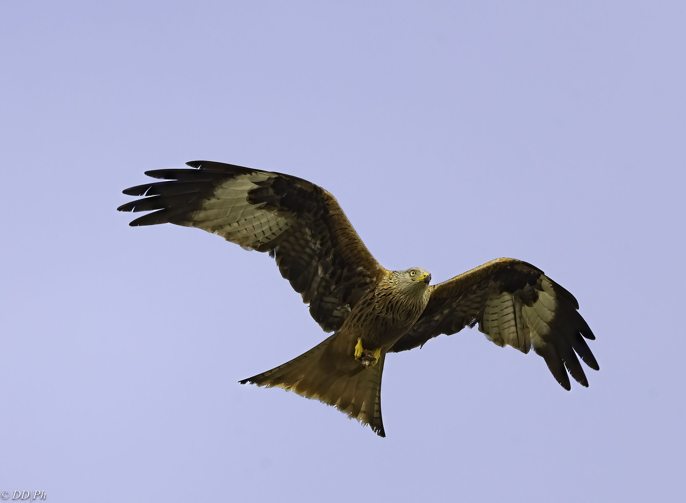 Red kite