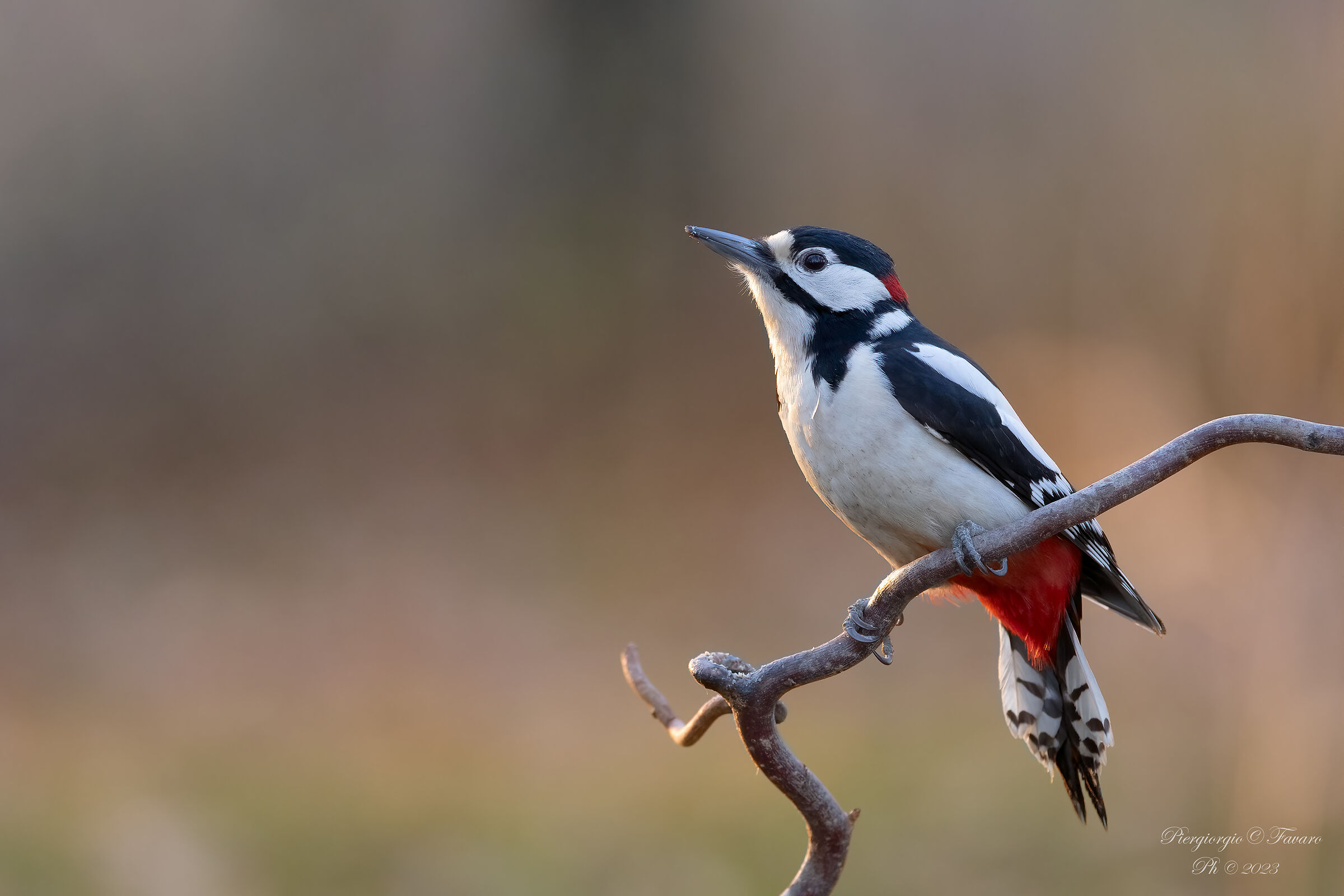 Great spotted woodpecker