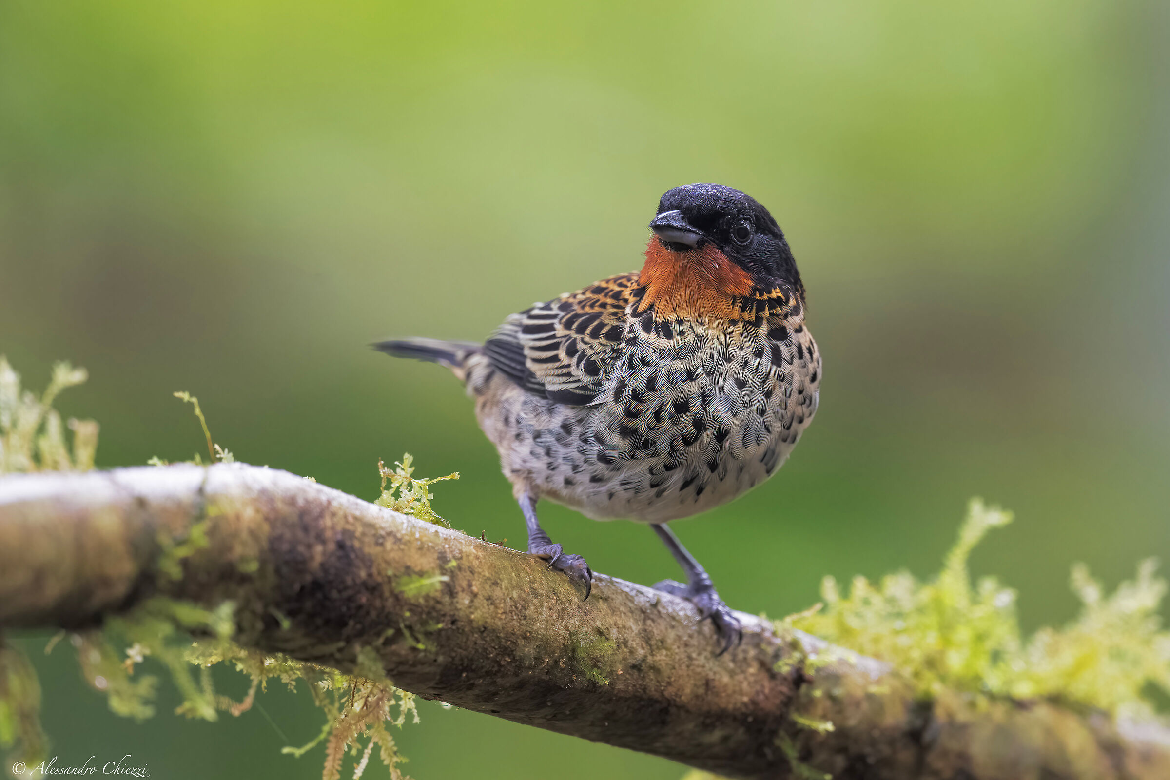 Tangara golarossiccia