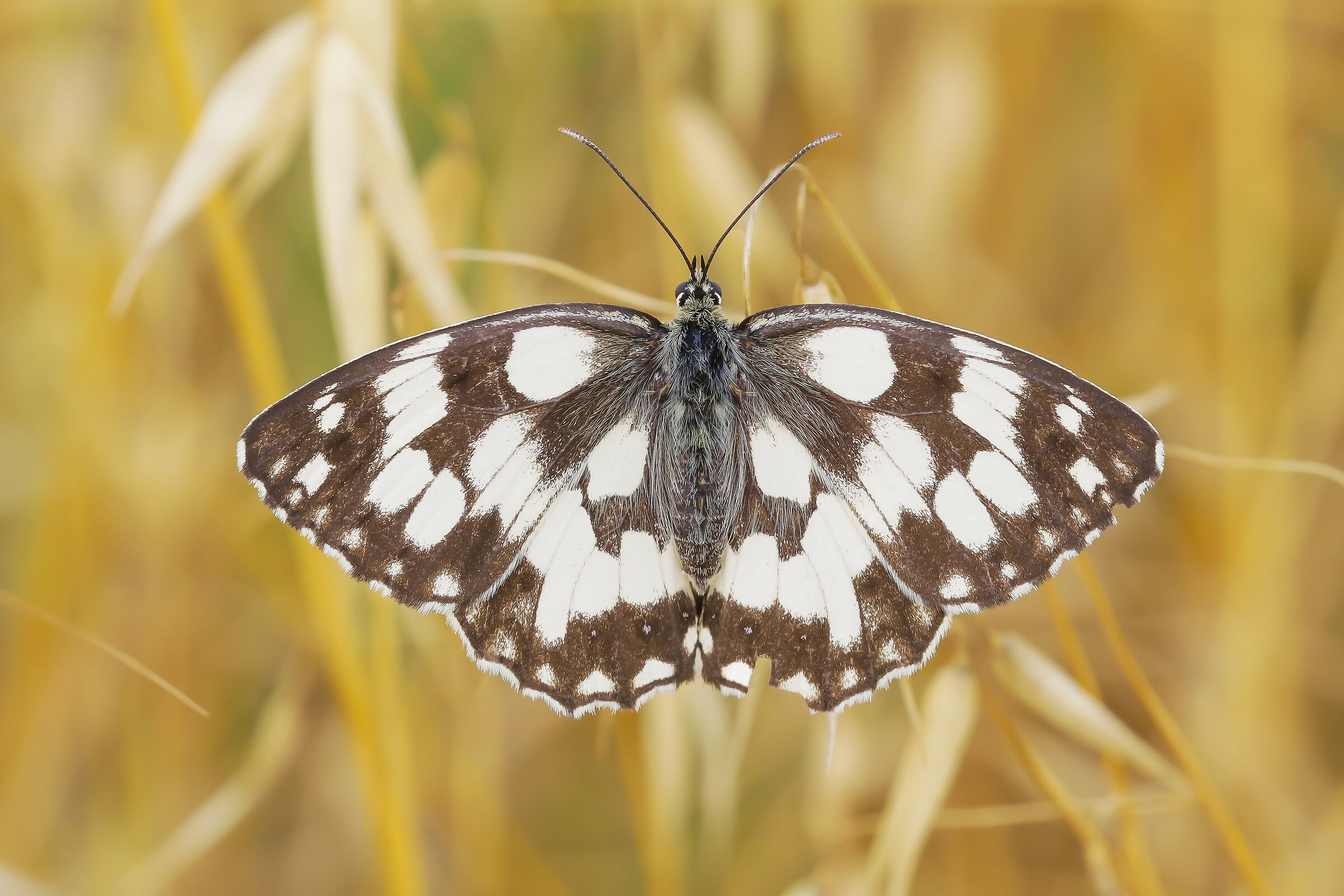 Melanargia galathea