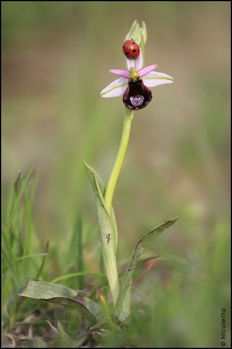 Ophrys Benacensis