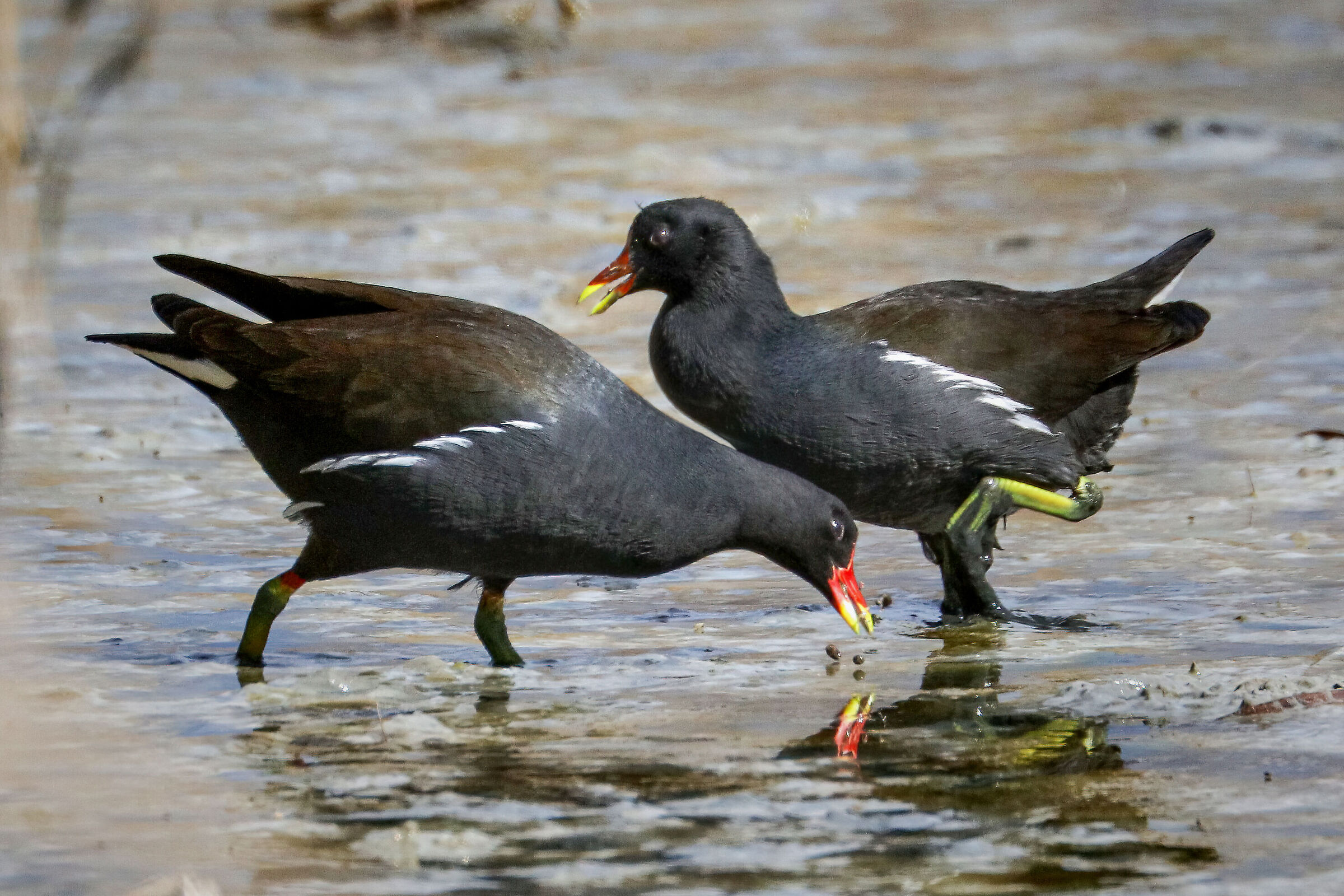 Moorhens