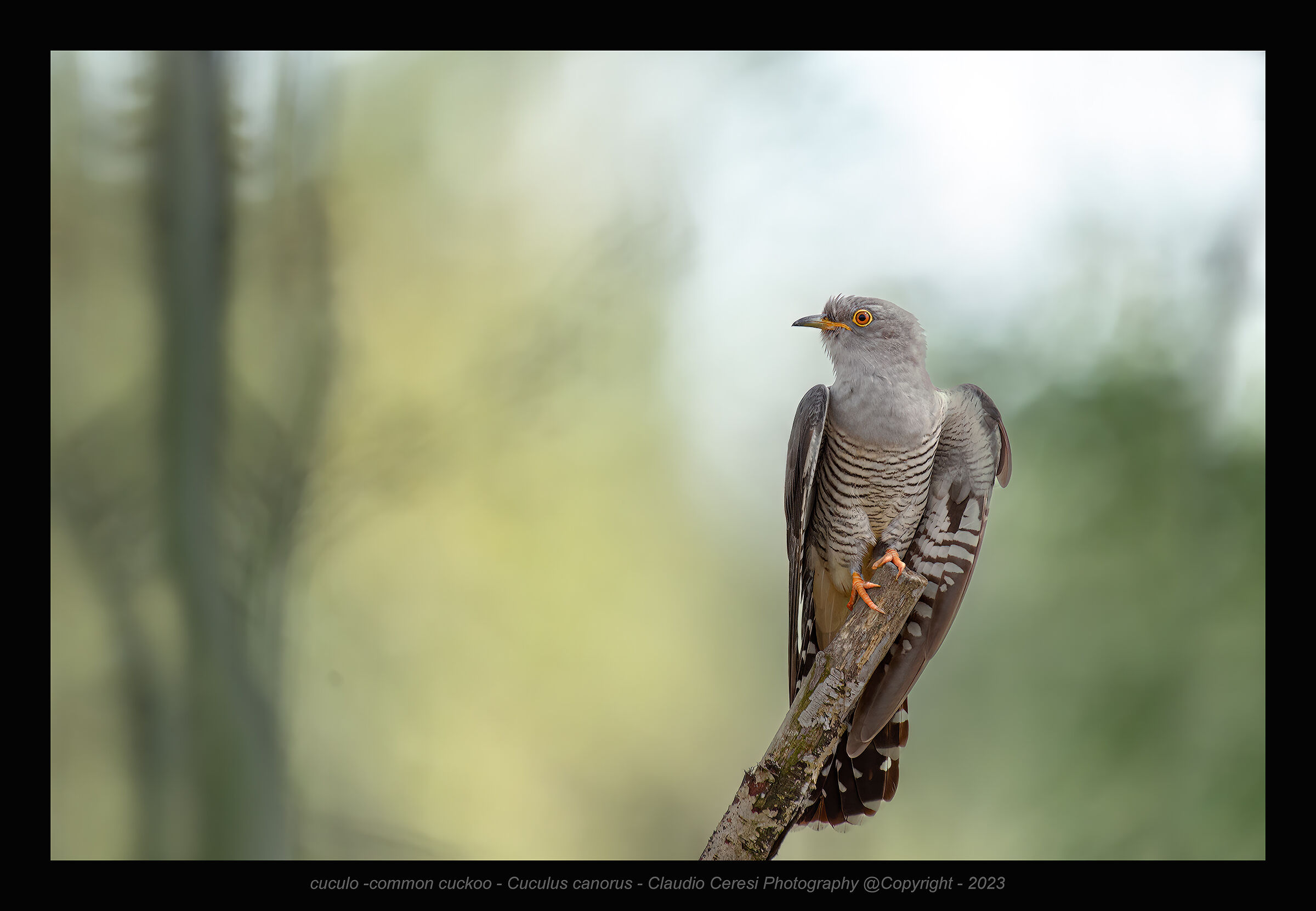 cuculo