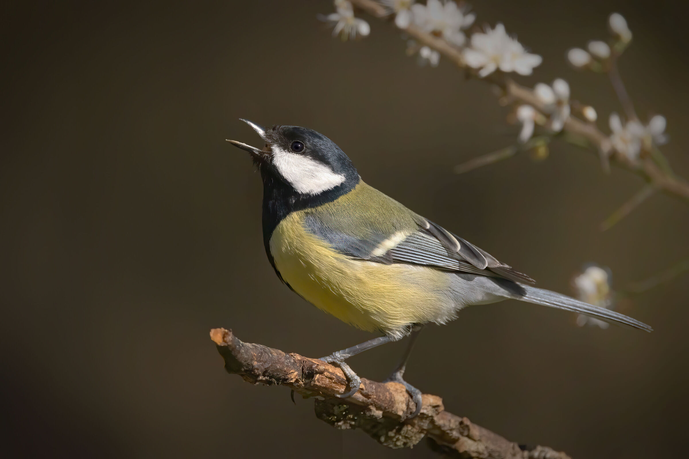 Cinciallegra (Parus major)