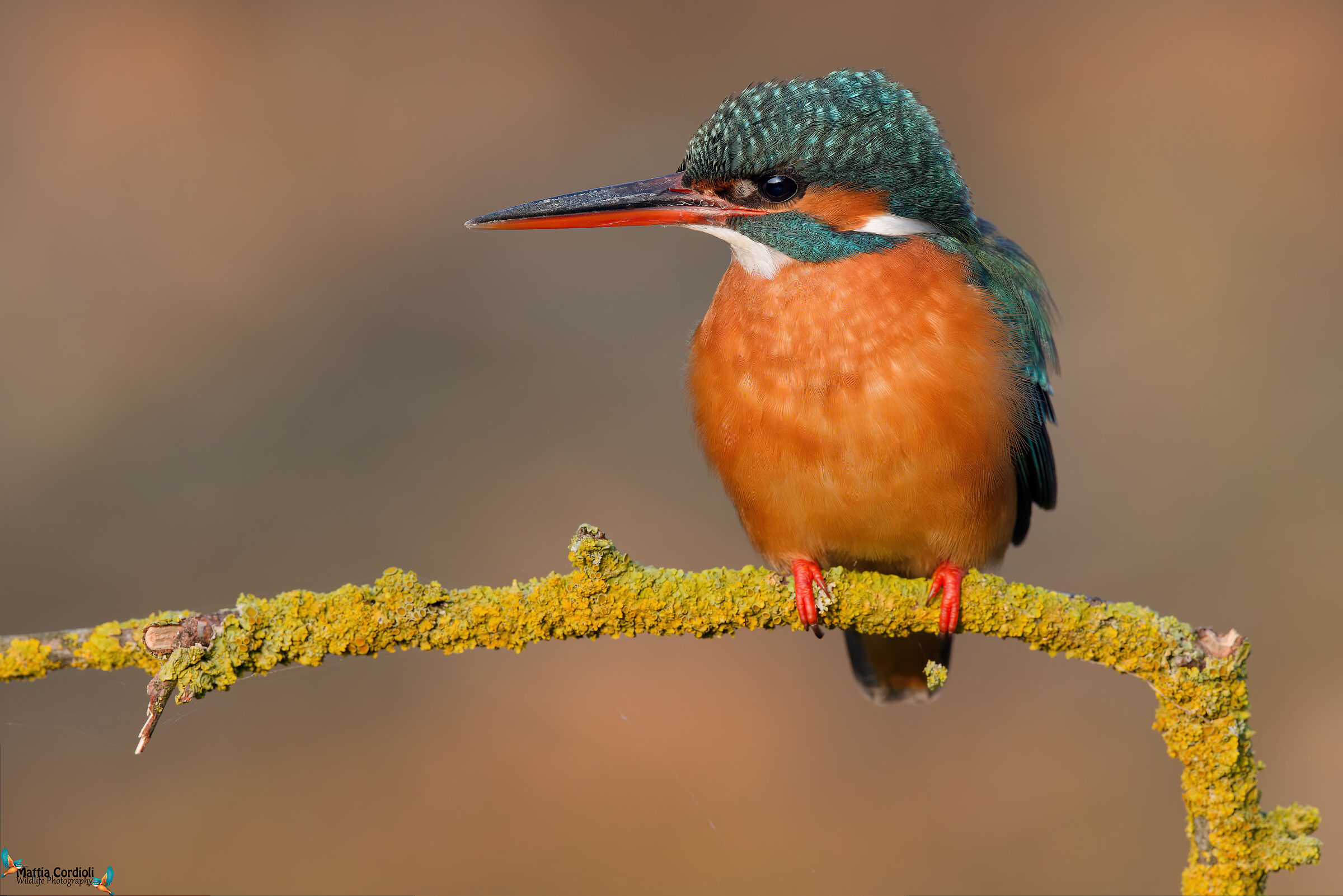 kingfisher