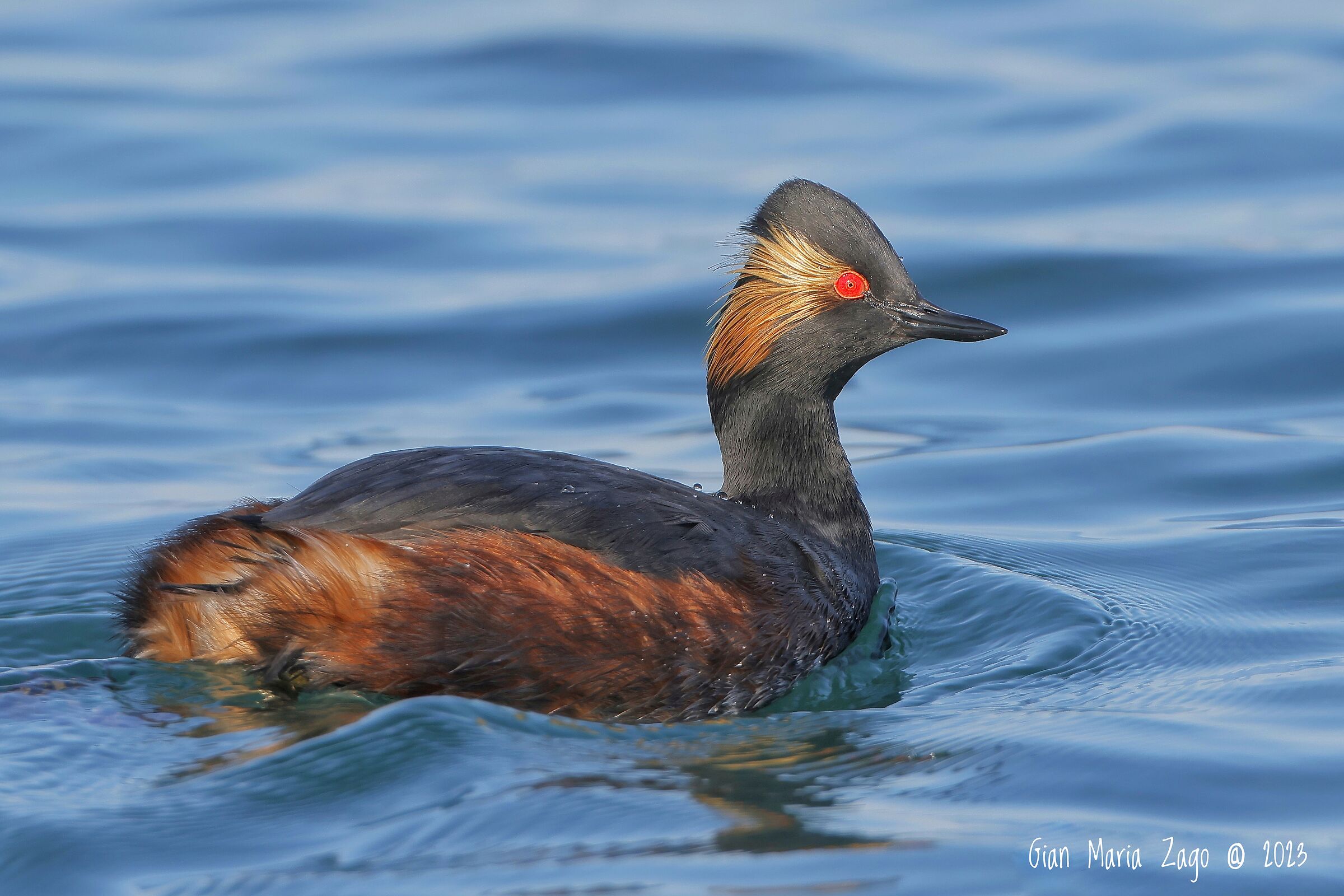 Small grebe in wedding dress.