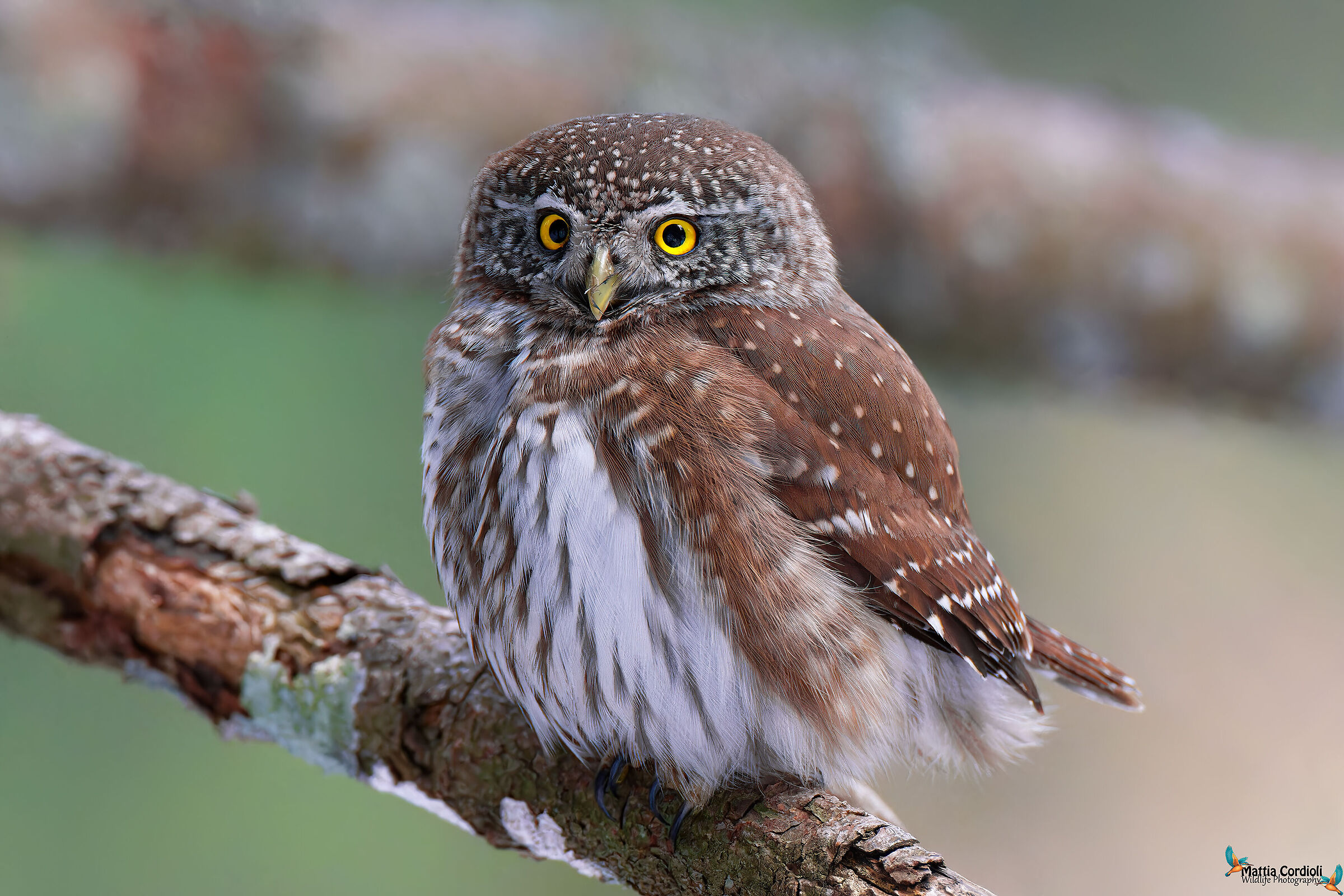 Dwarf Owl