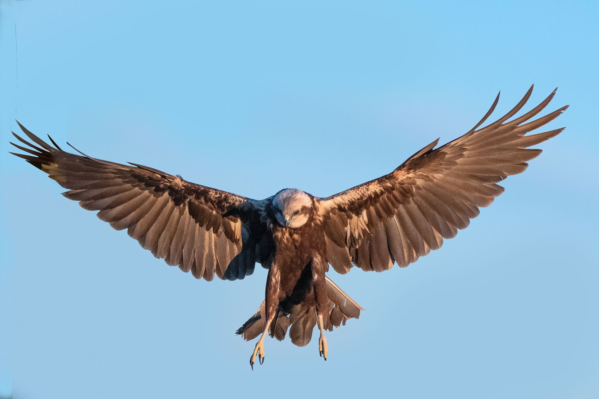 Falco di palude femmina in atterraggio.