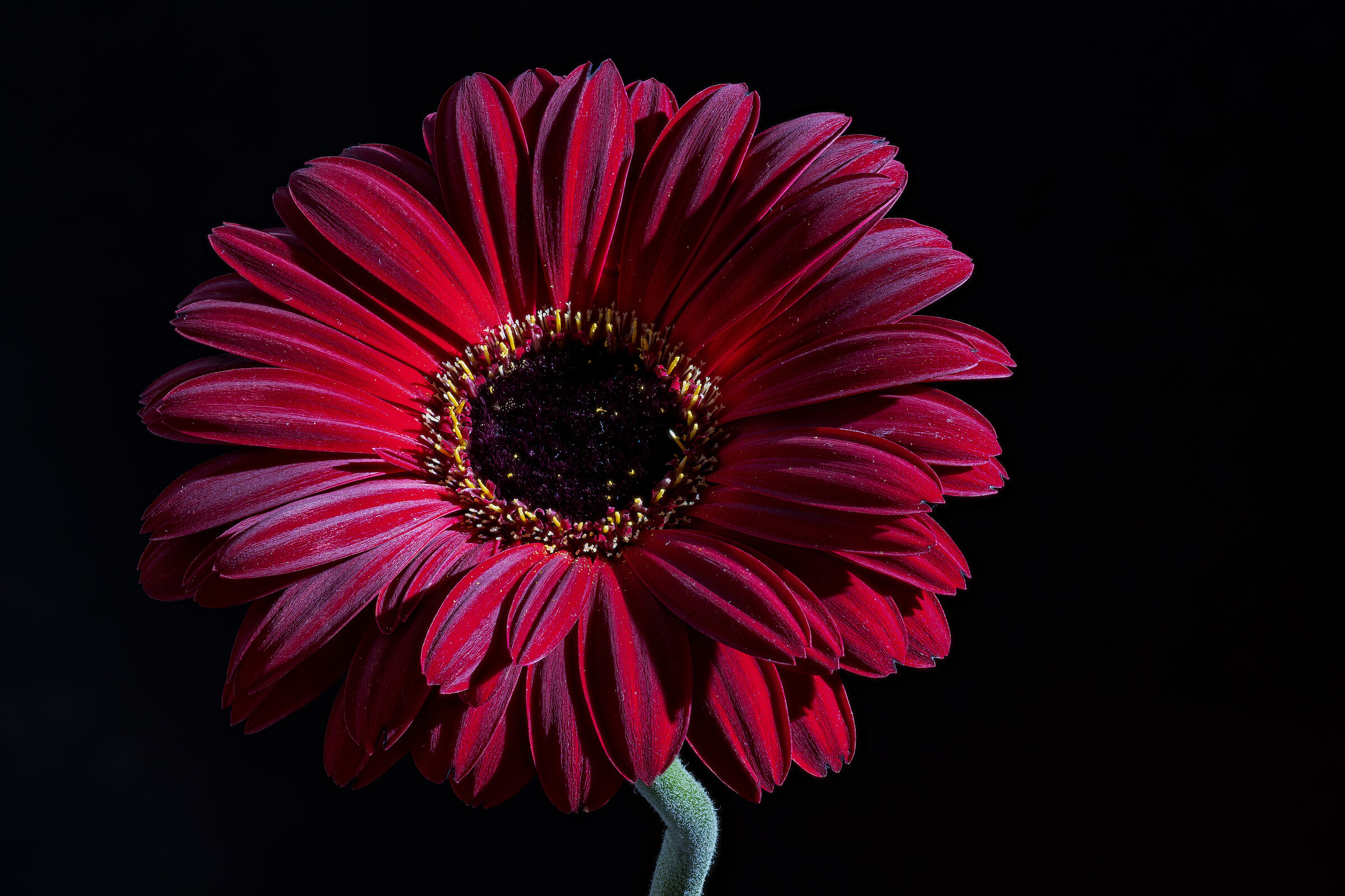 Gerbera