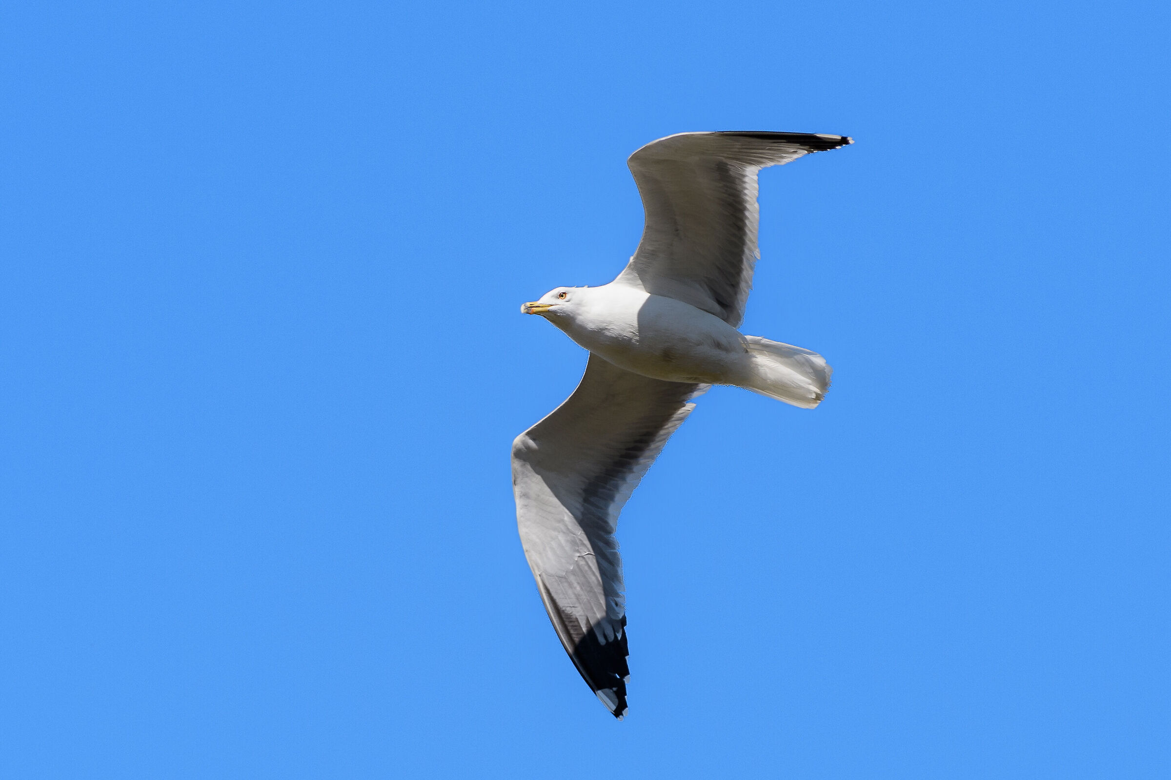 Gull