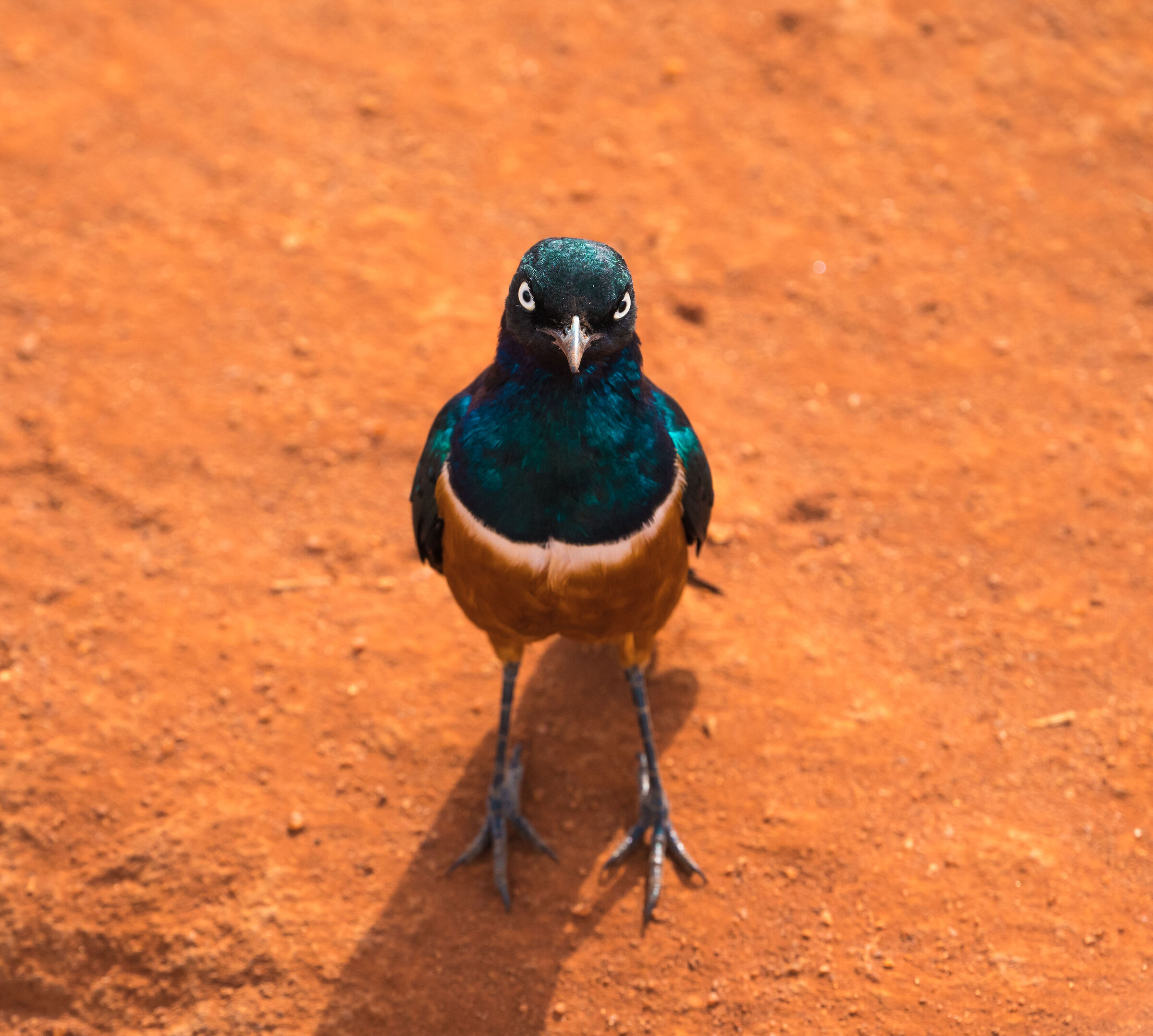 Superb starling.. In every sense.