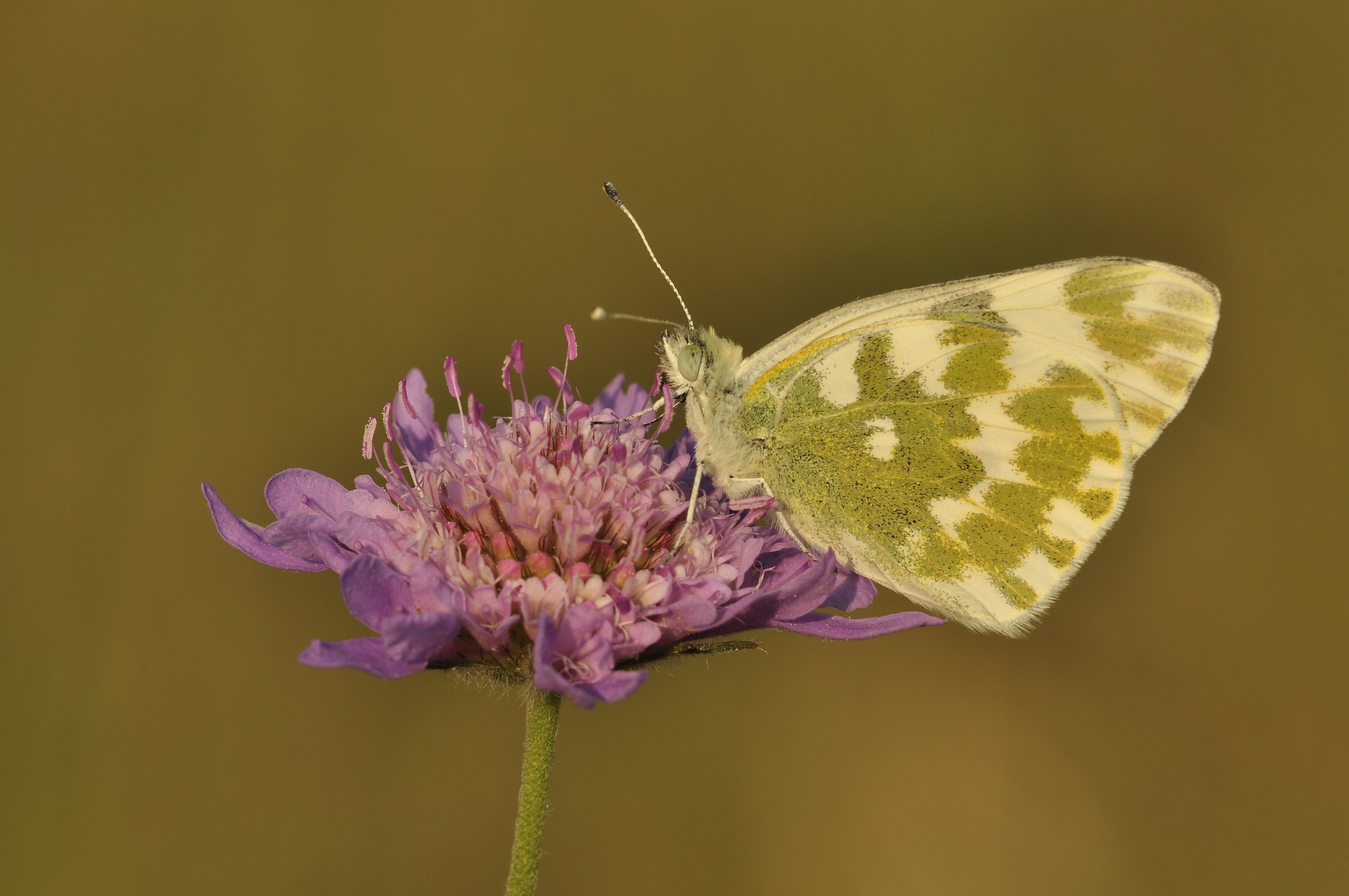 Pontia edusa (Fabricius, 1777)