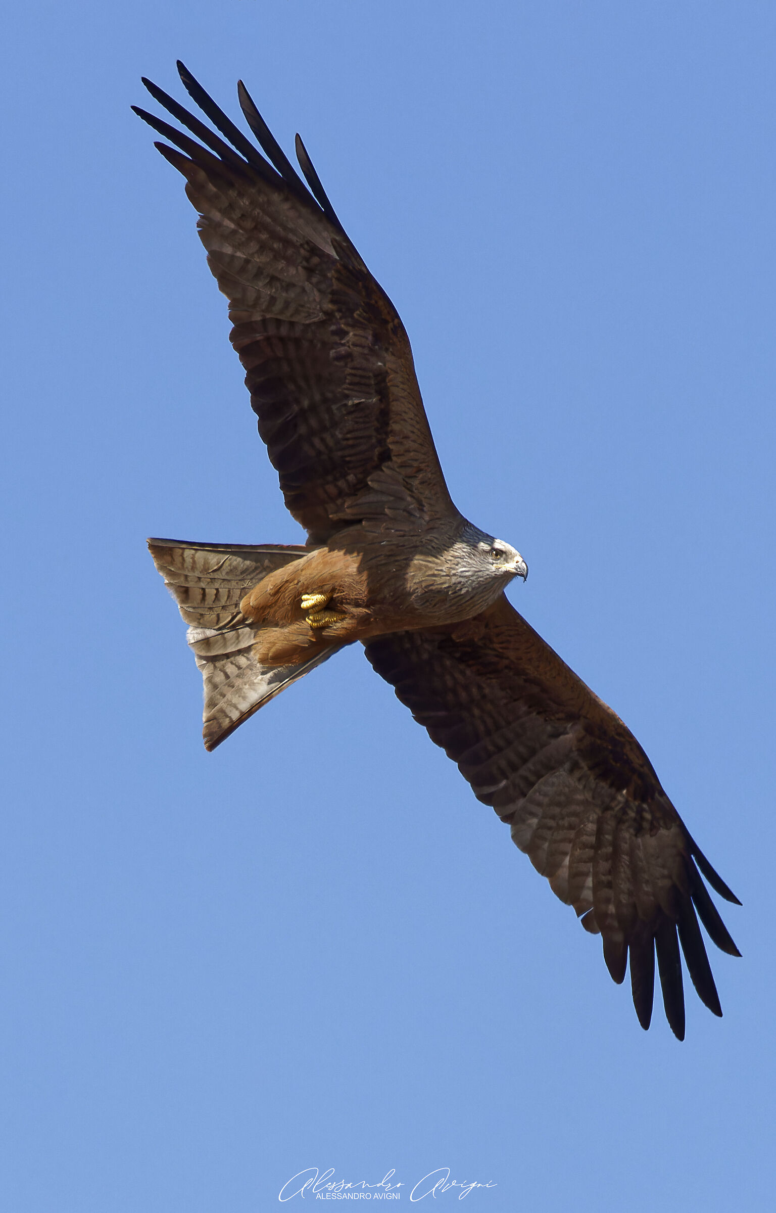 Nibbio Bruno - Milvus migrans