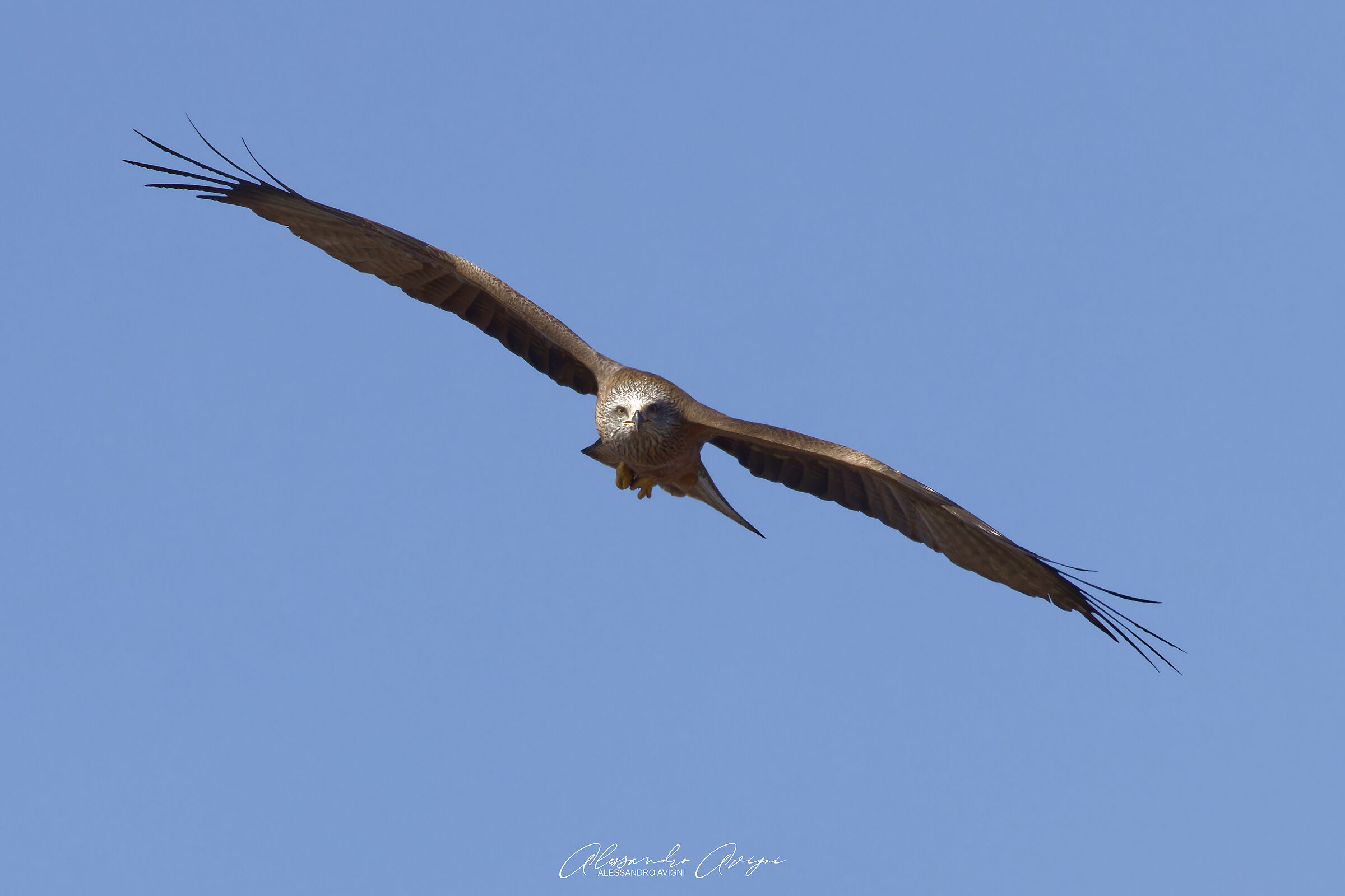 Nibbio Bruno - Milvus migrans