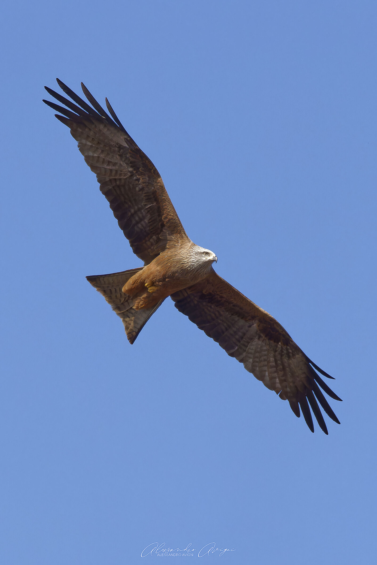 Nibbio Bruno - Milvus migrans