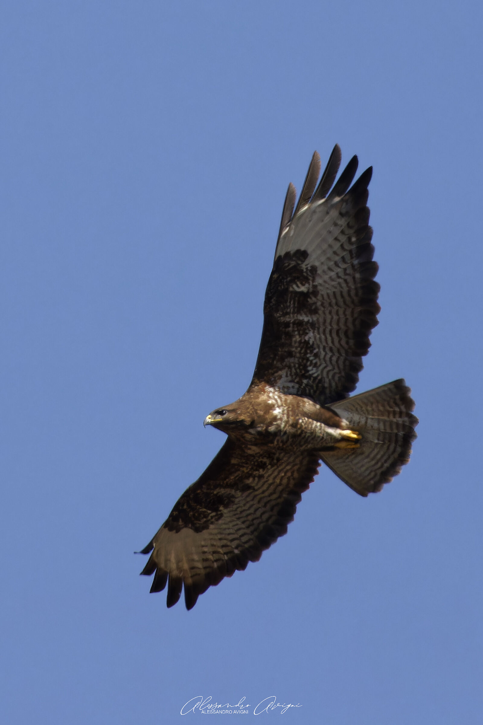 Poiana comune (Buteo buteo)