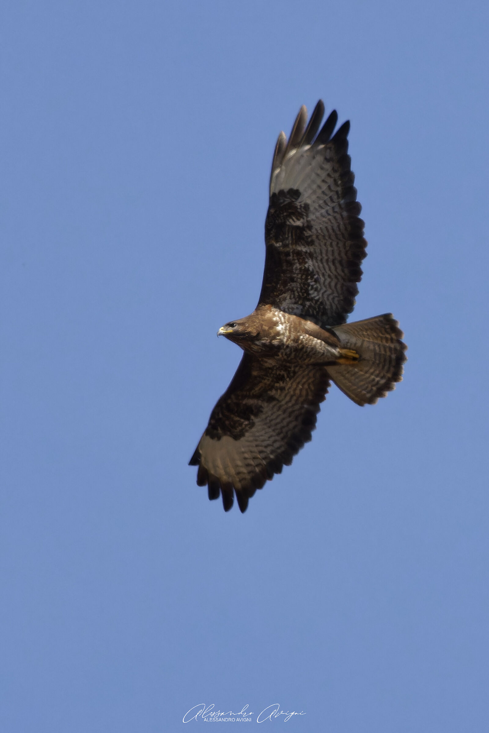 Poiana comune (Buteo buteo)