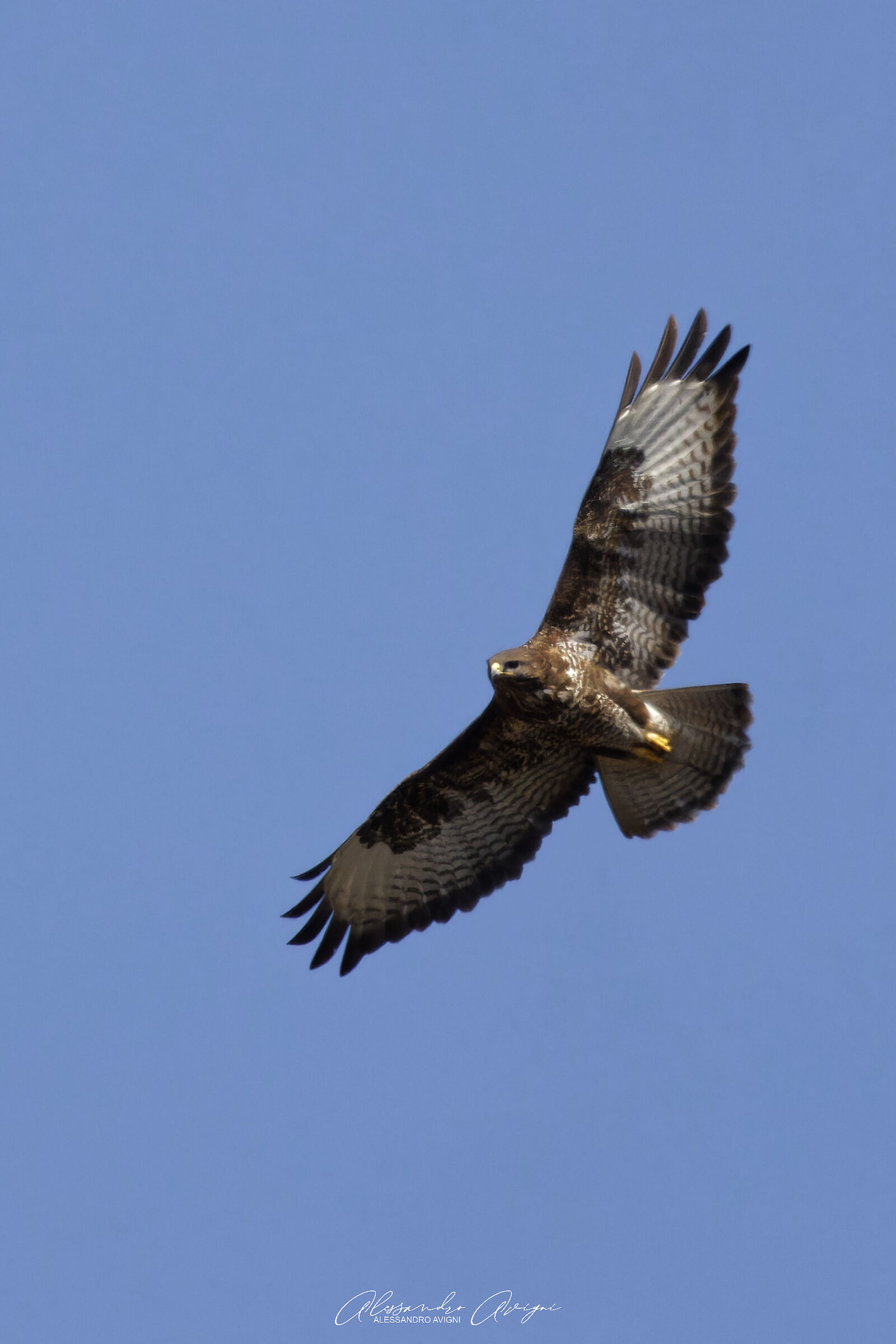 Poiana comune (Buteo buteo)