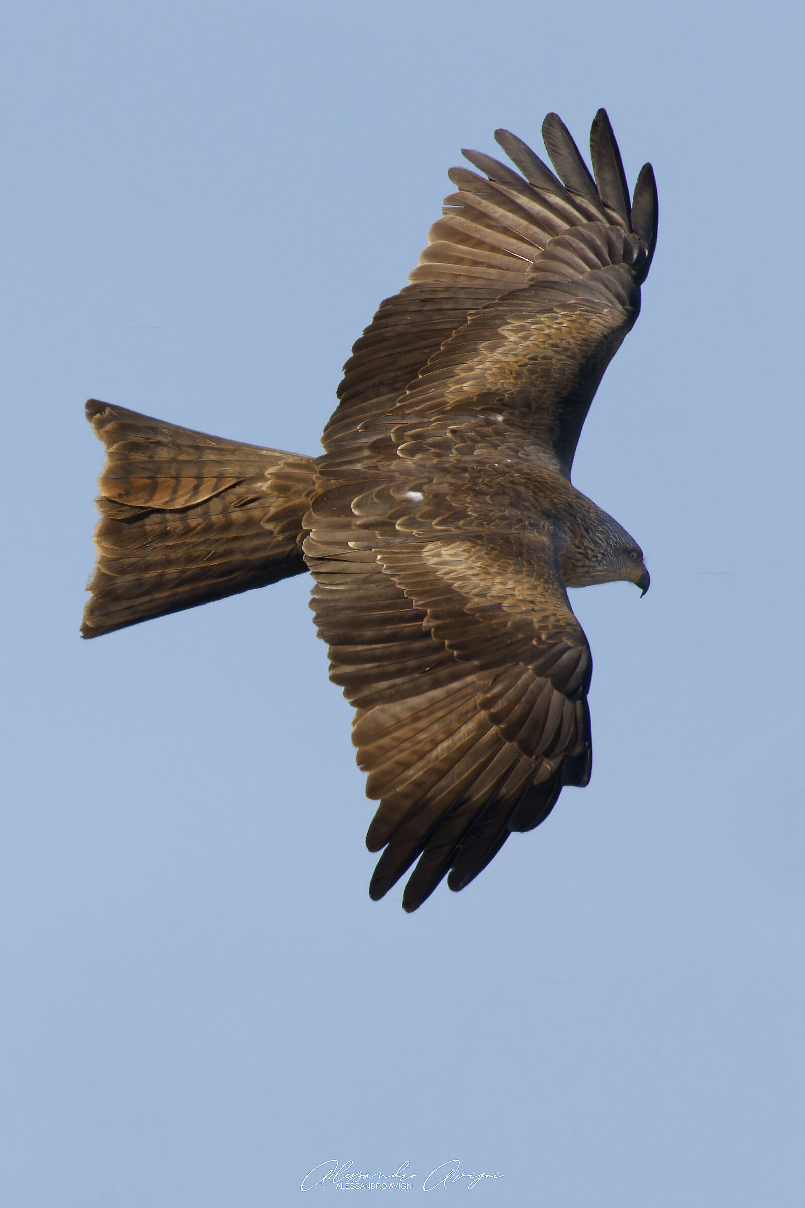 Nibbio bruno (Milvus migrans)