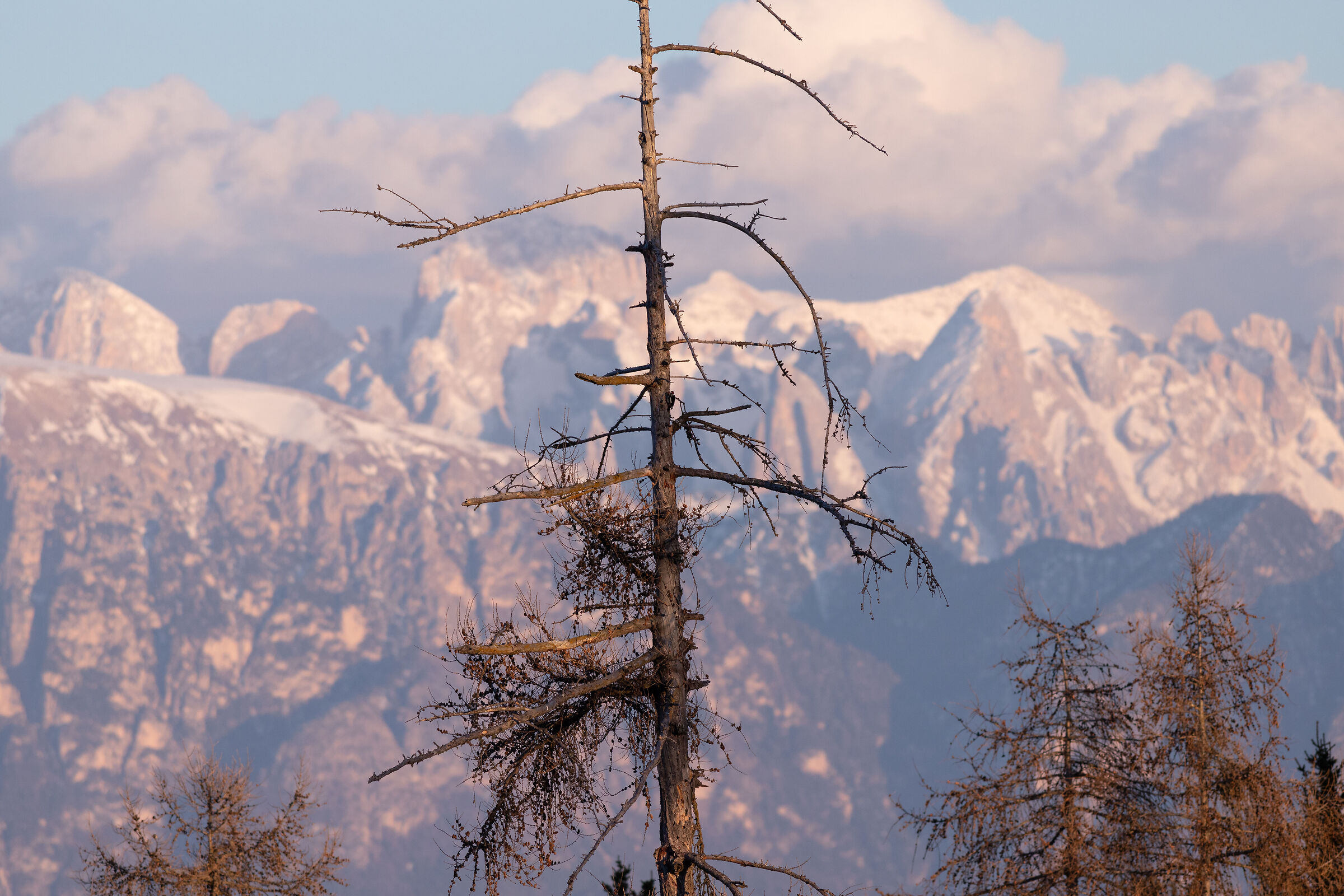 L'albero solitario con criptopicchio