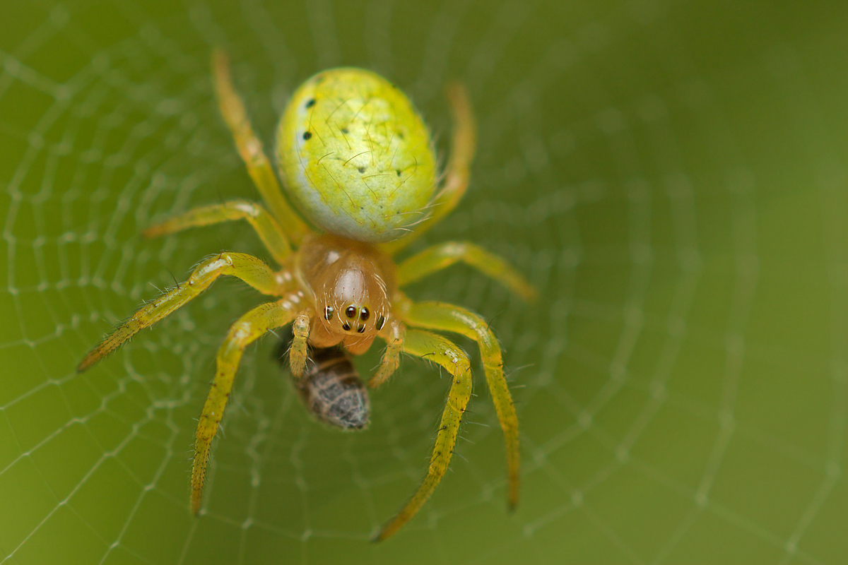 Fam. Araneidae