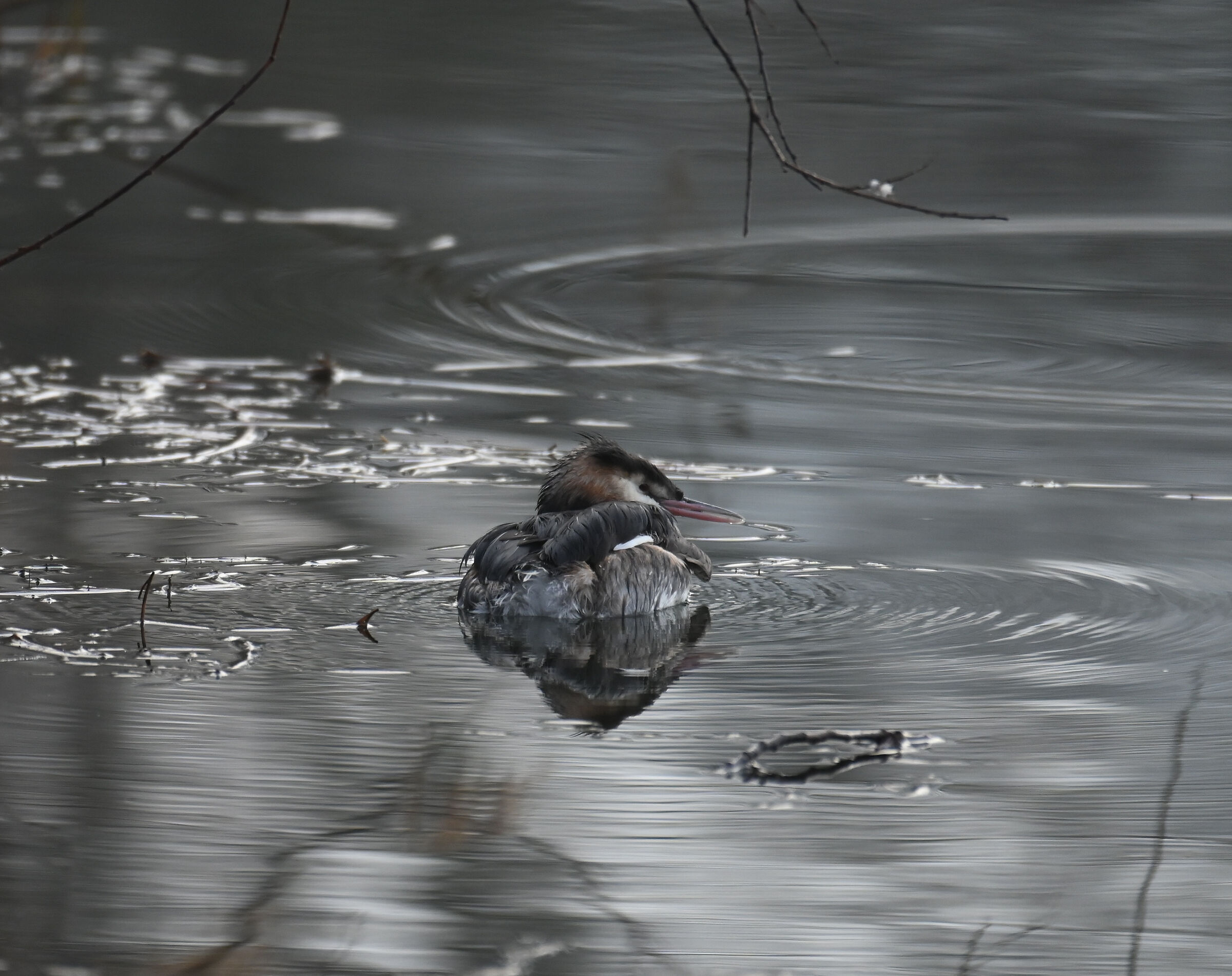 Svasso (Podiceps cristatus)