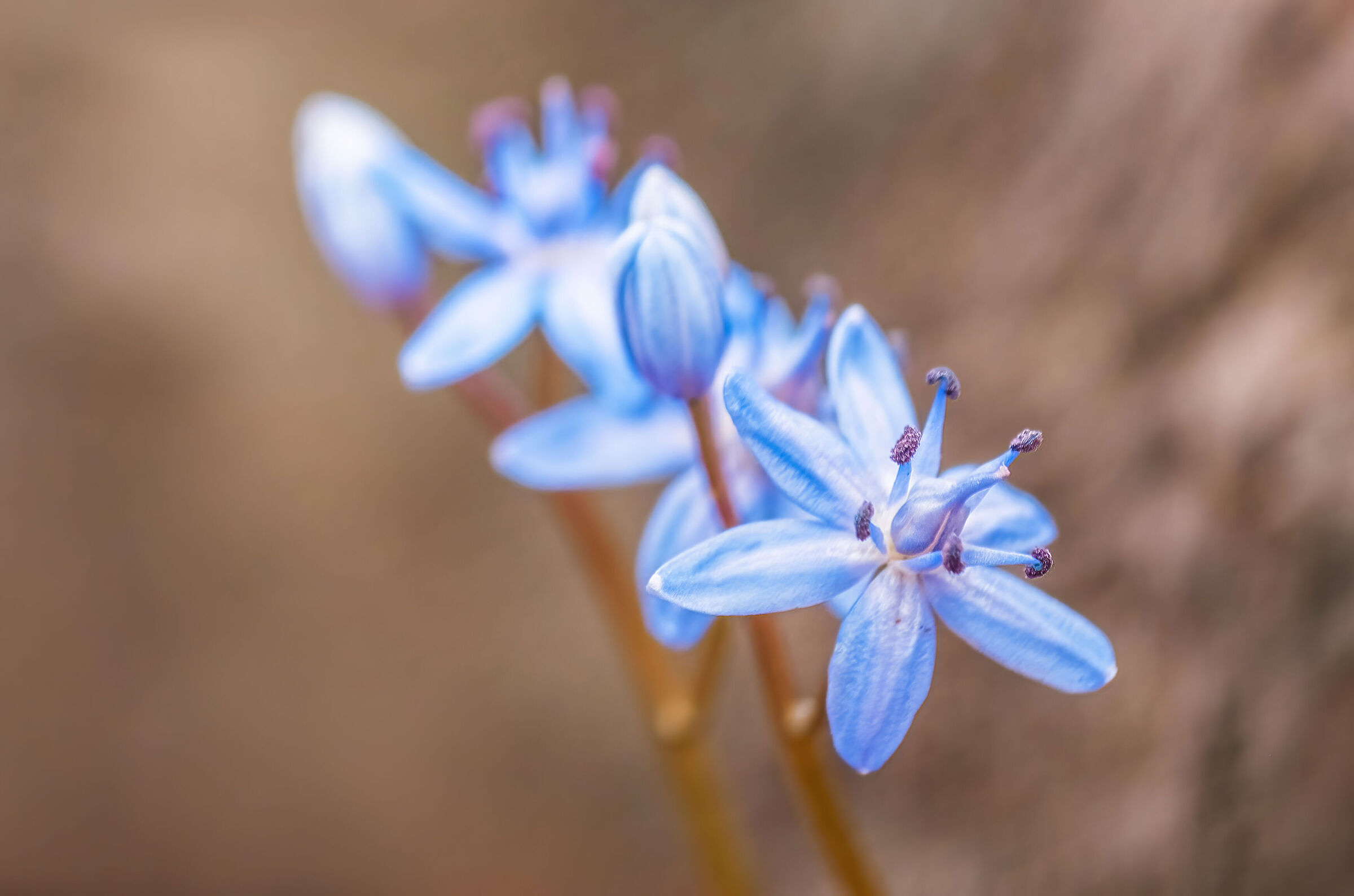 Scilla bifolia