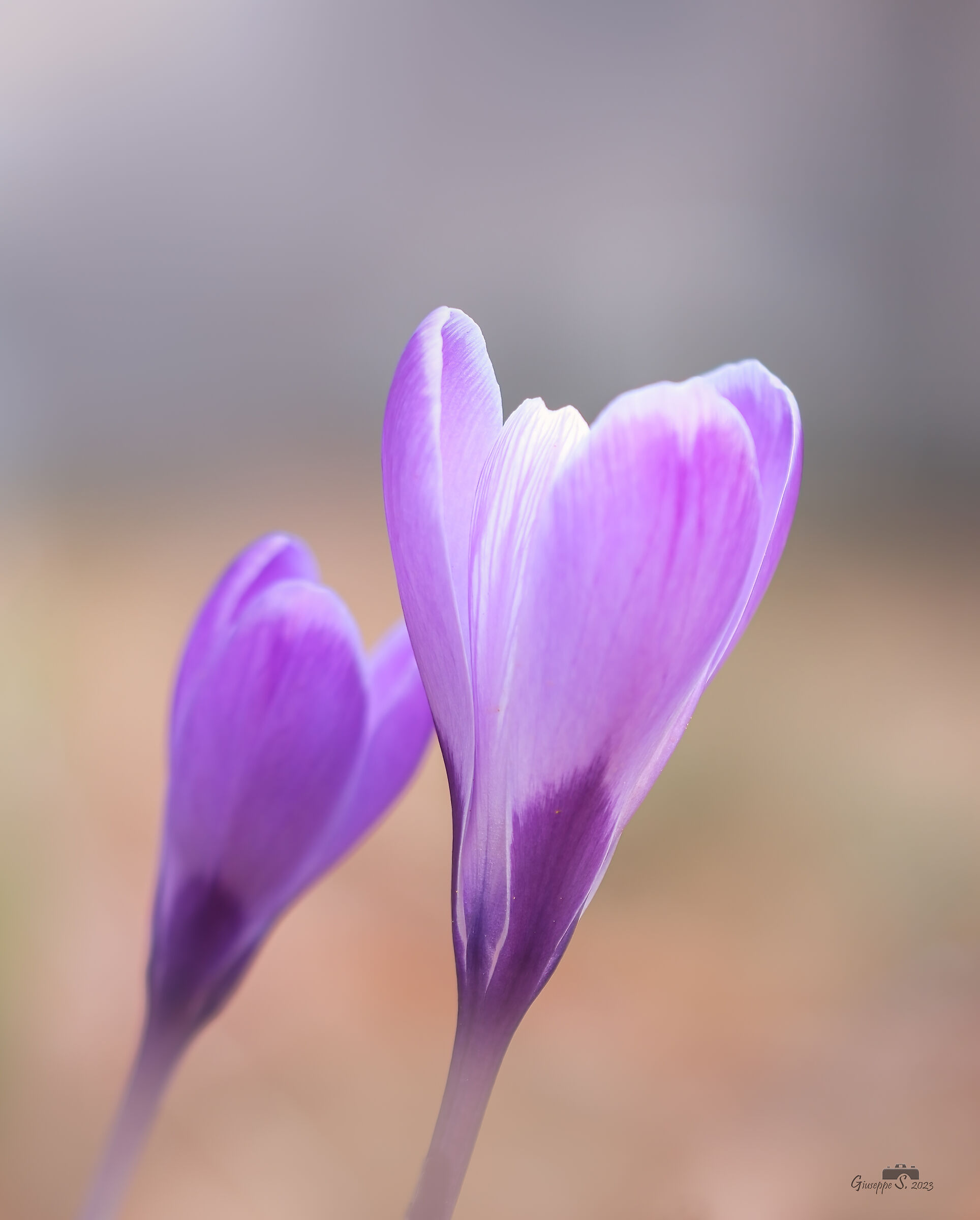 Crocus