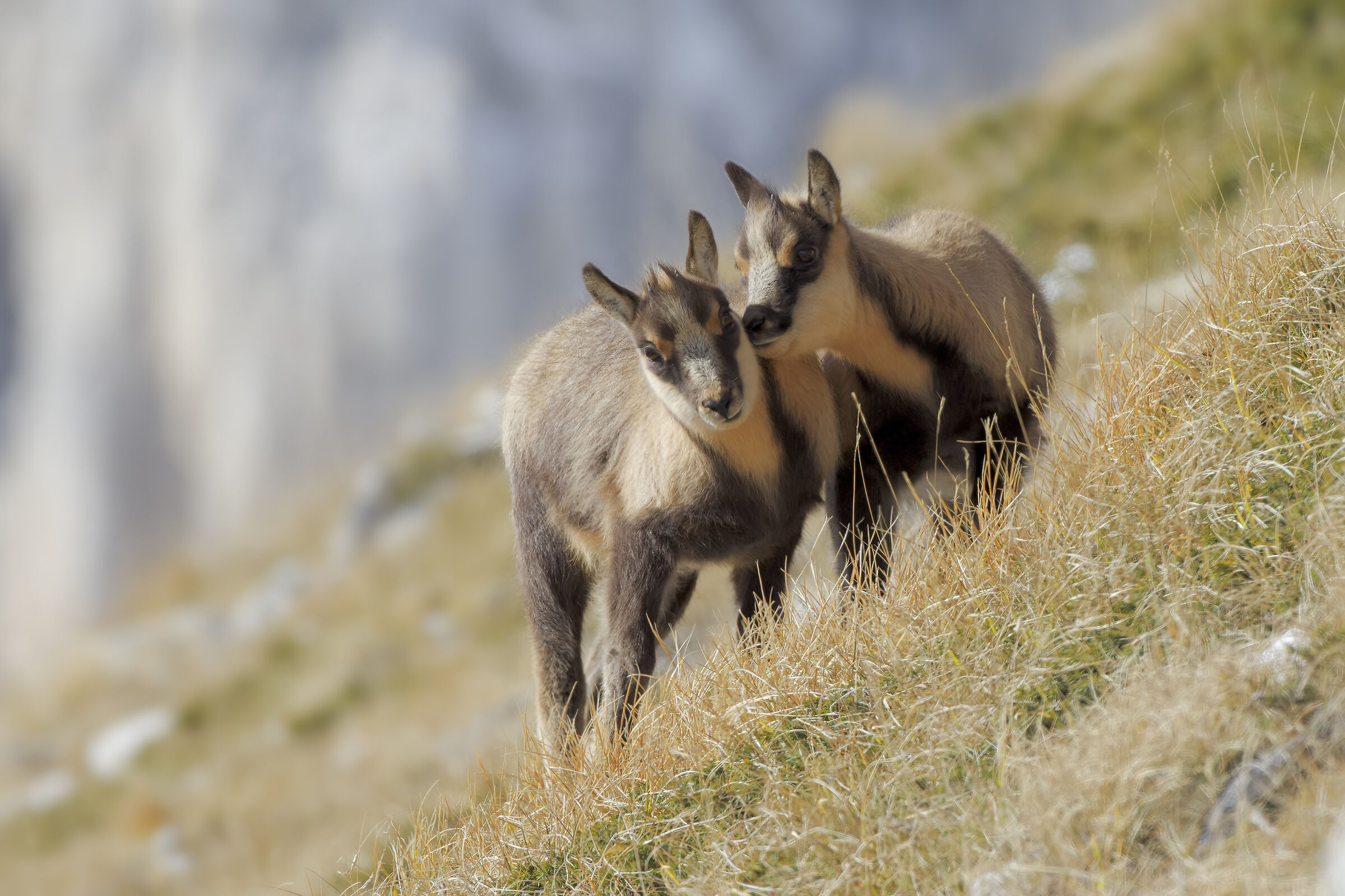 Apennine chamois
