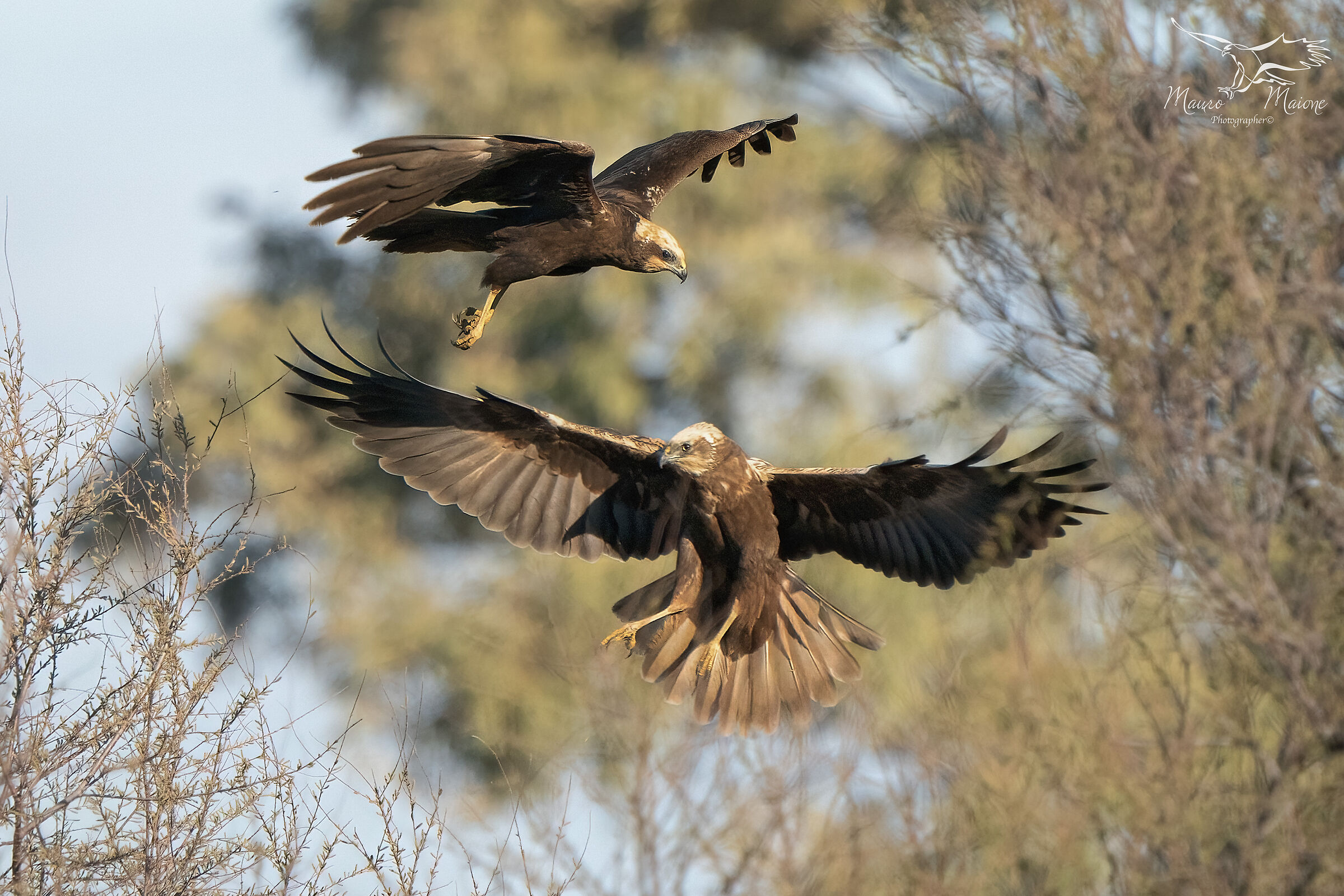 marsh harriers