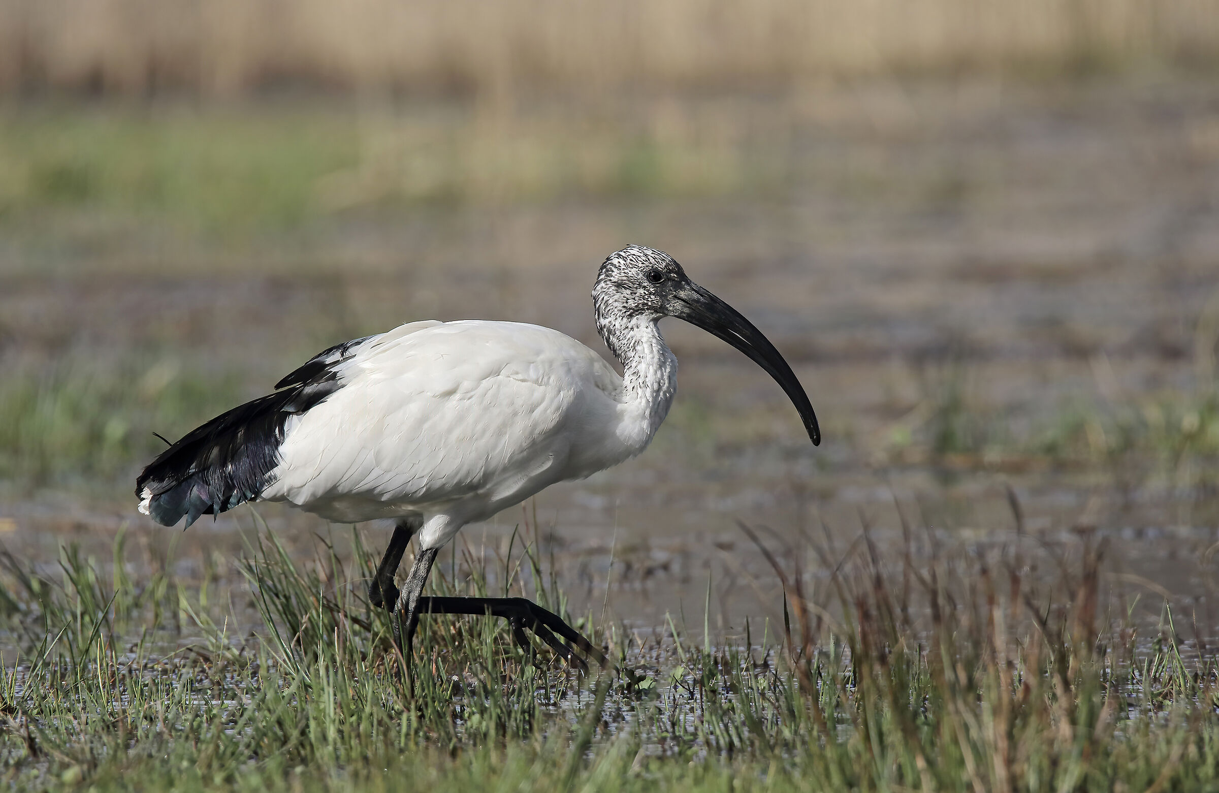 Sacred ibis